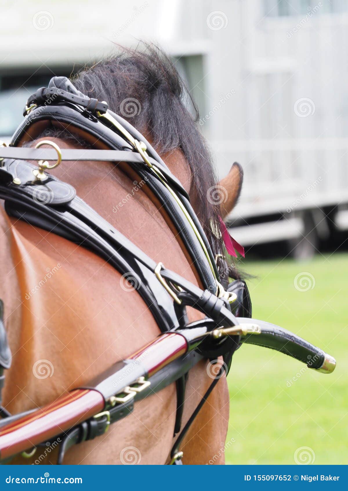 Horse in Harness stock photo. Image of equestrian, pony 155097652