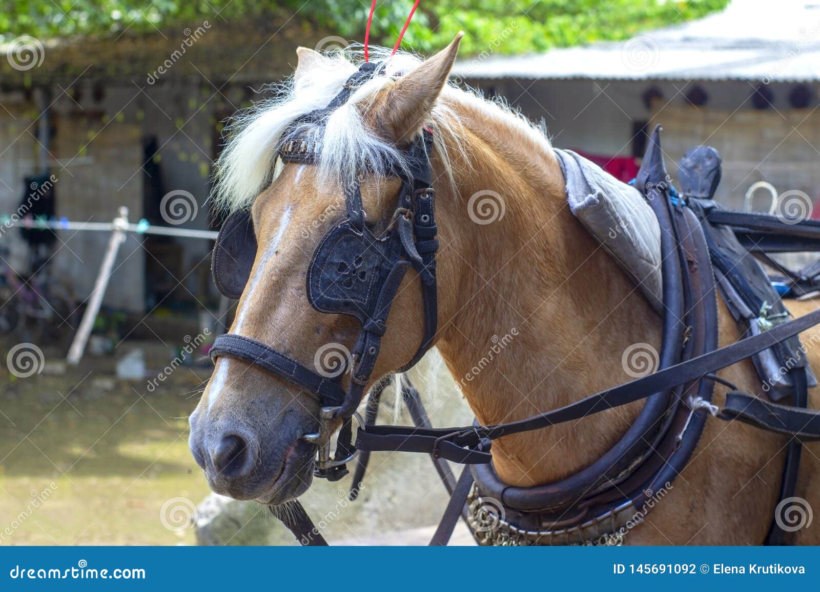 The Horse in the Harness and Blinders Waiting Stock Photo Image of
