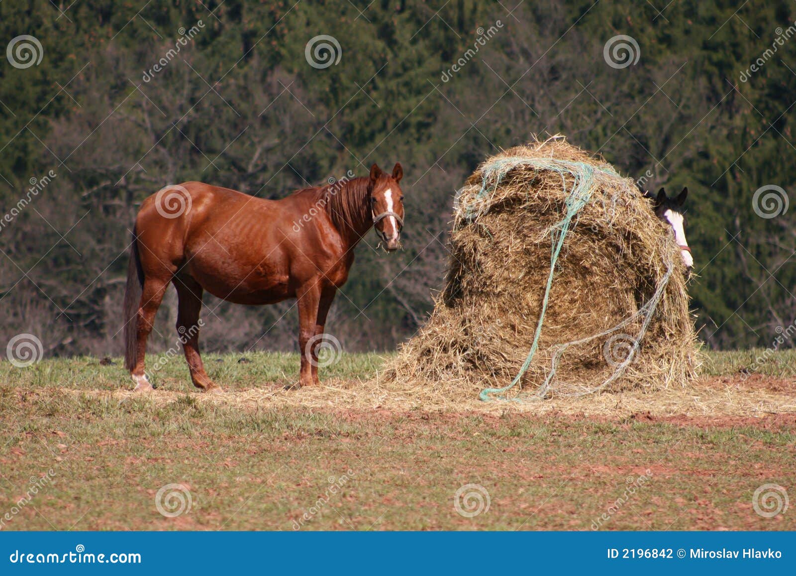 Horse and hay stock photo. Image of steed, heel, mammal 2196842