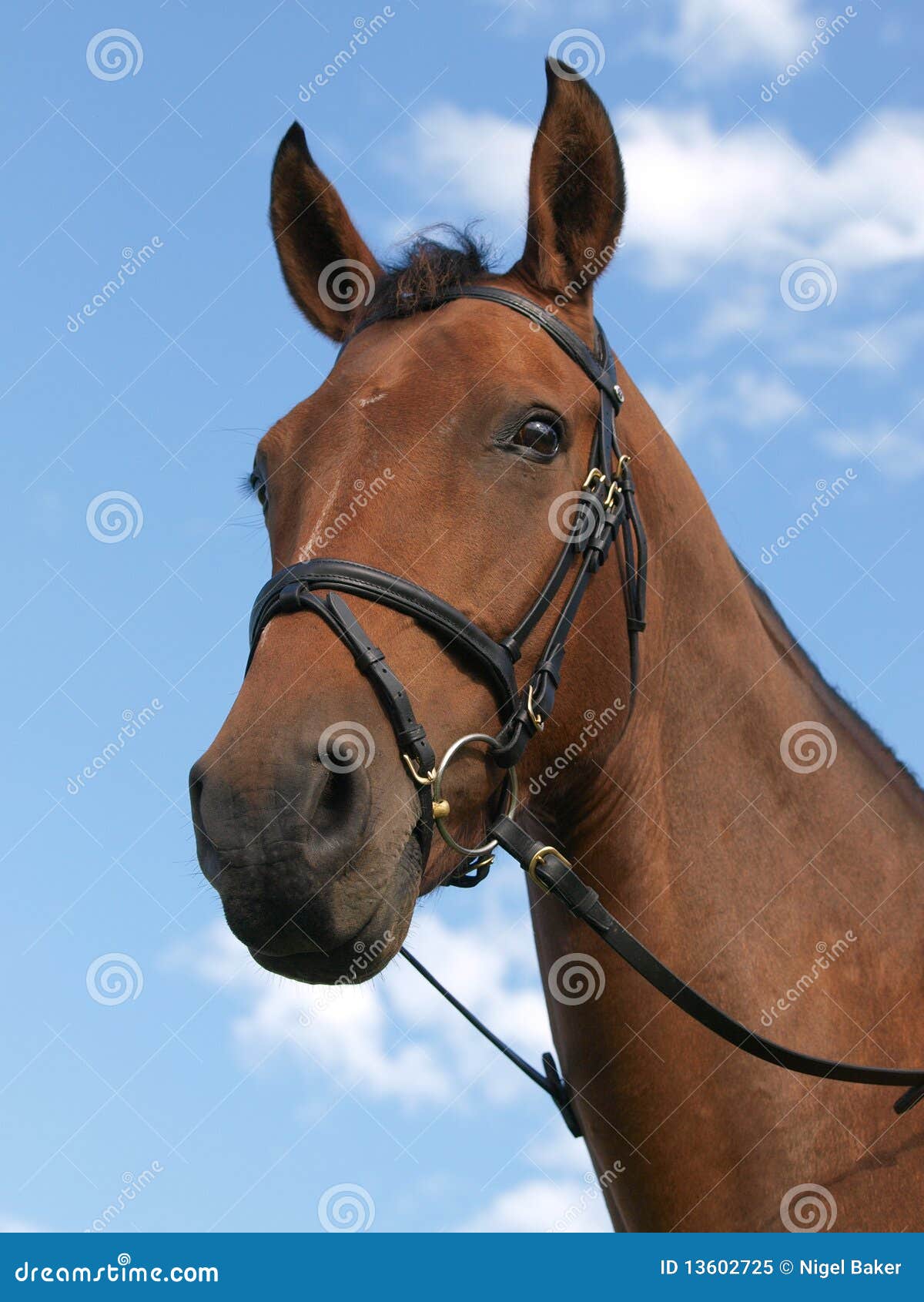 Horse head stock image. Image of blue, pony, bridle, eyes 13602725