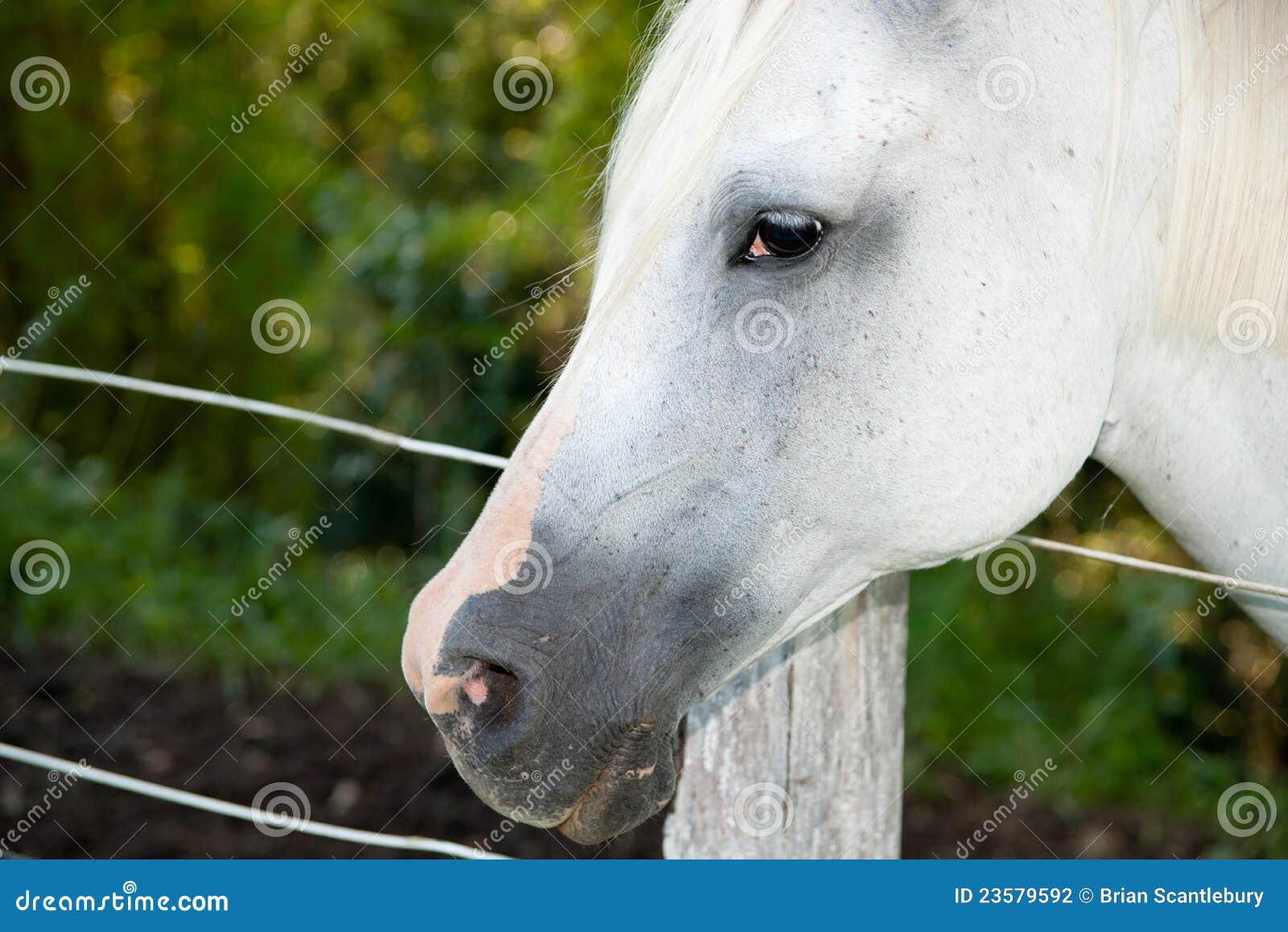 Horse head. stock photo. Image of equine, horse, closeup 23579592