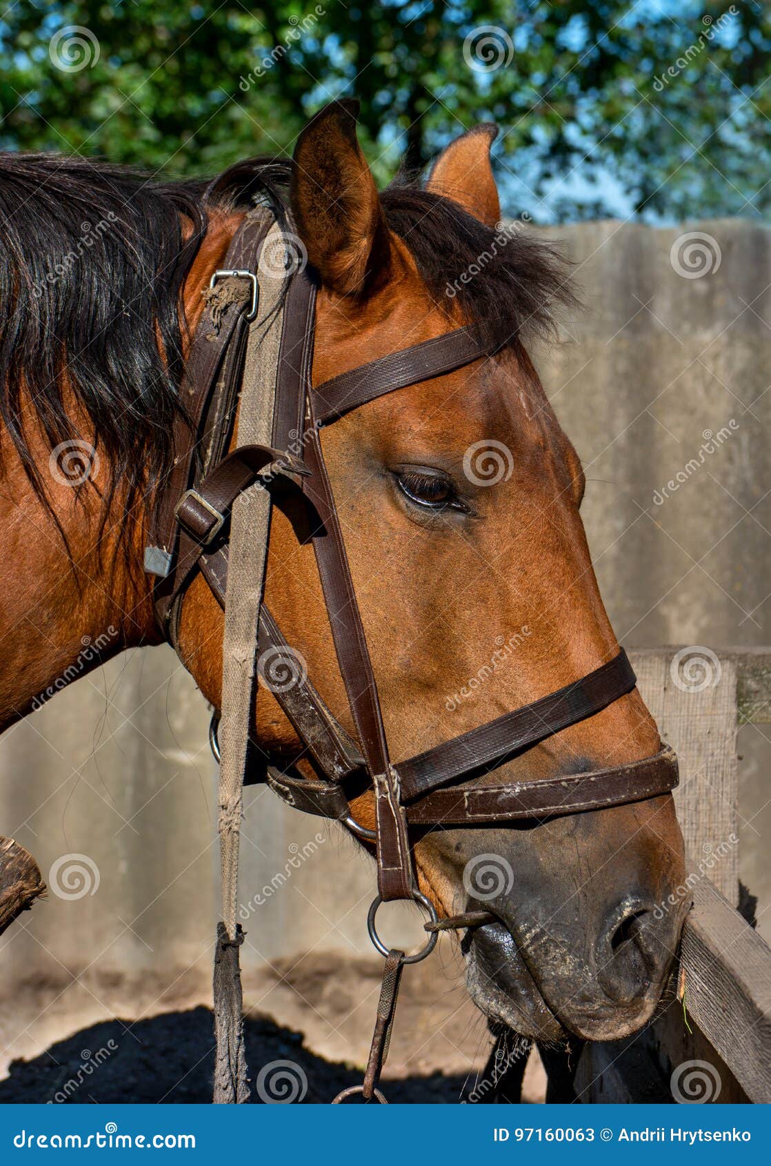 Horse head stock image. Image of horse, ears, mare, beautiful 97160063