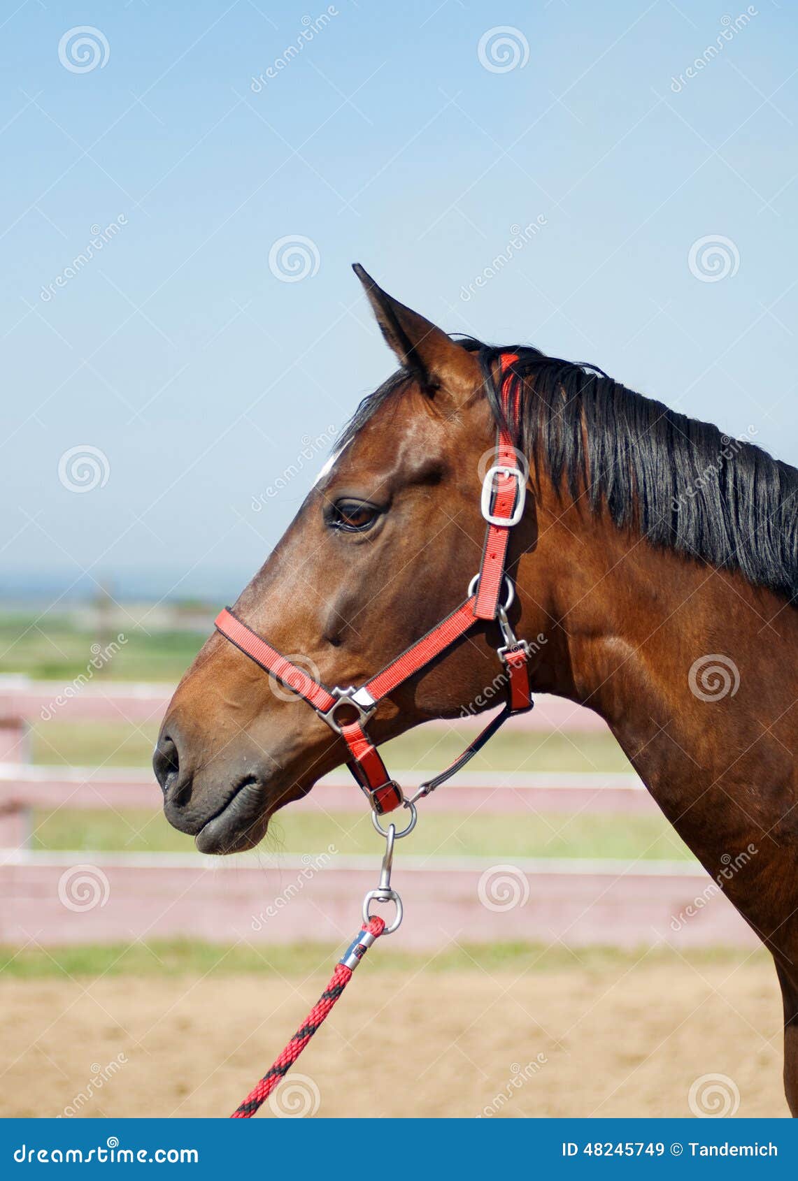Horse head close up stock image. Image of chestnut, animal 48245749