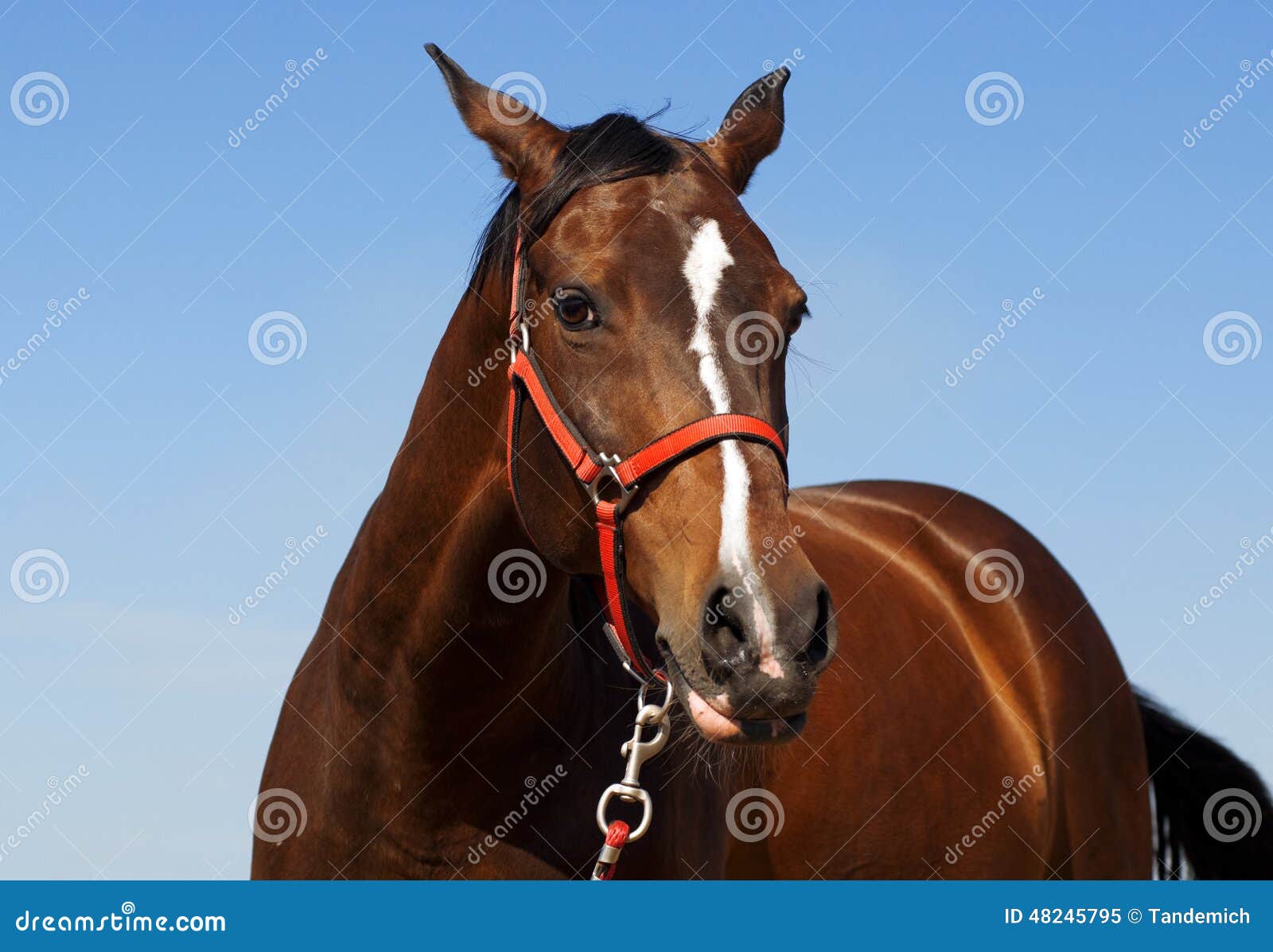 Horse head close up stock image. Image of posing, look 48245795