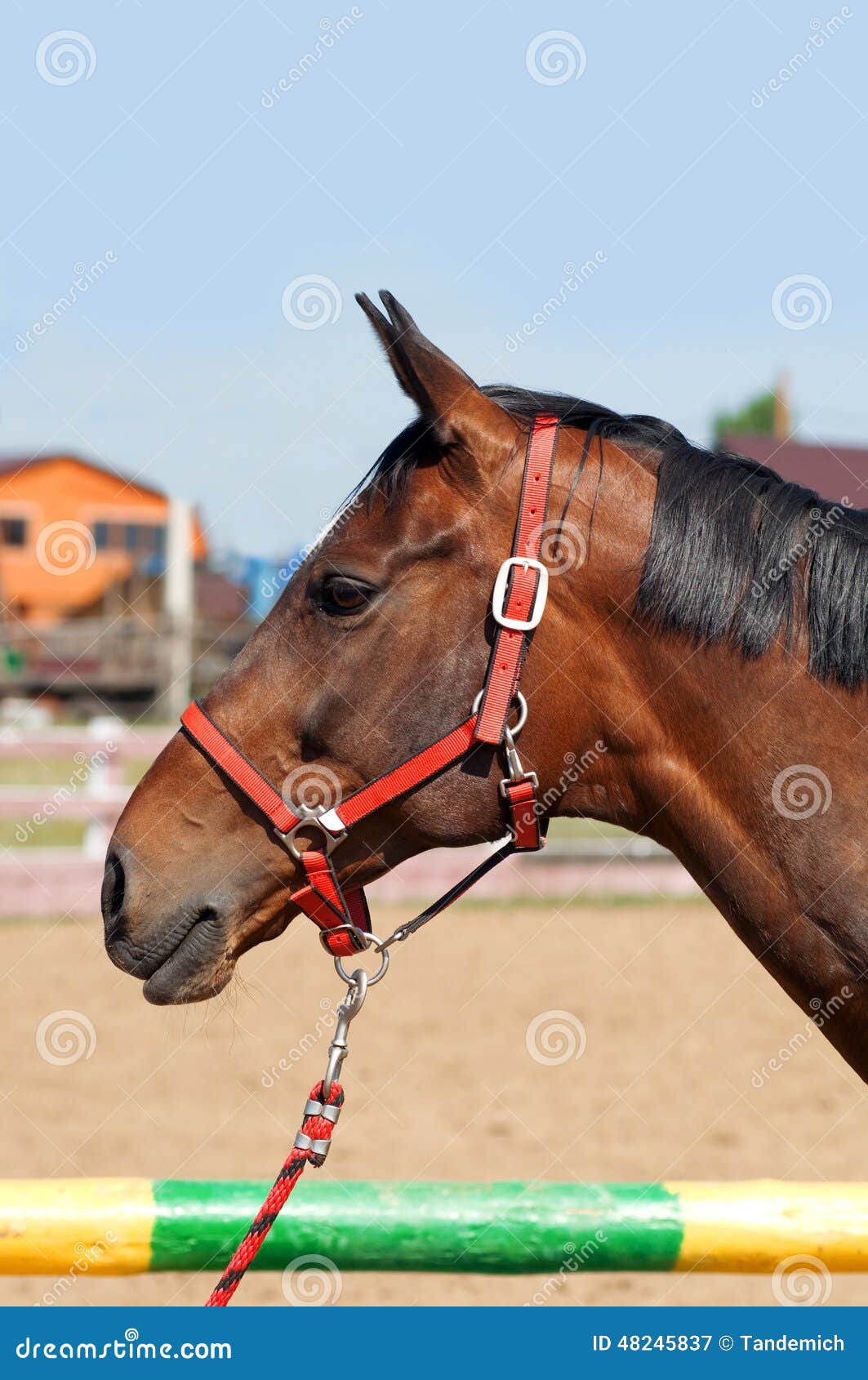 Horse head close up stock image. Image of equine, breed 48245837