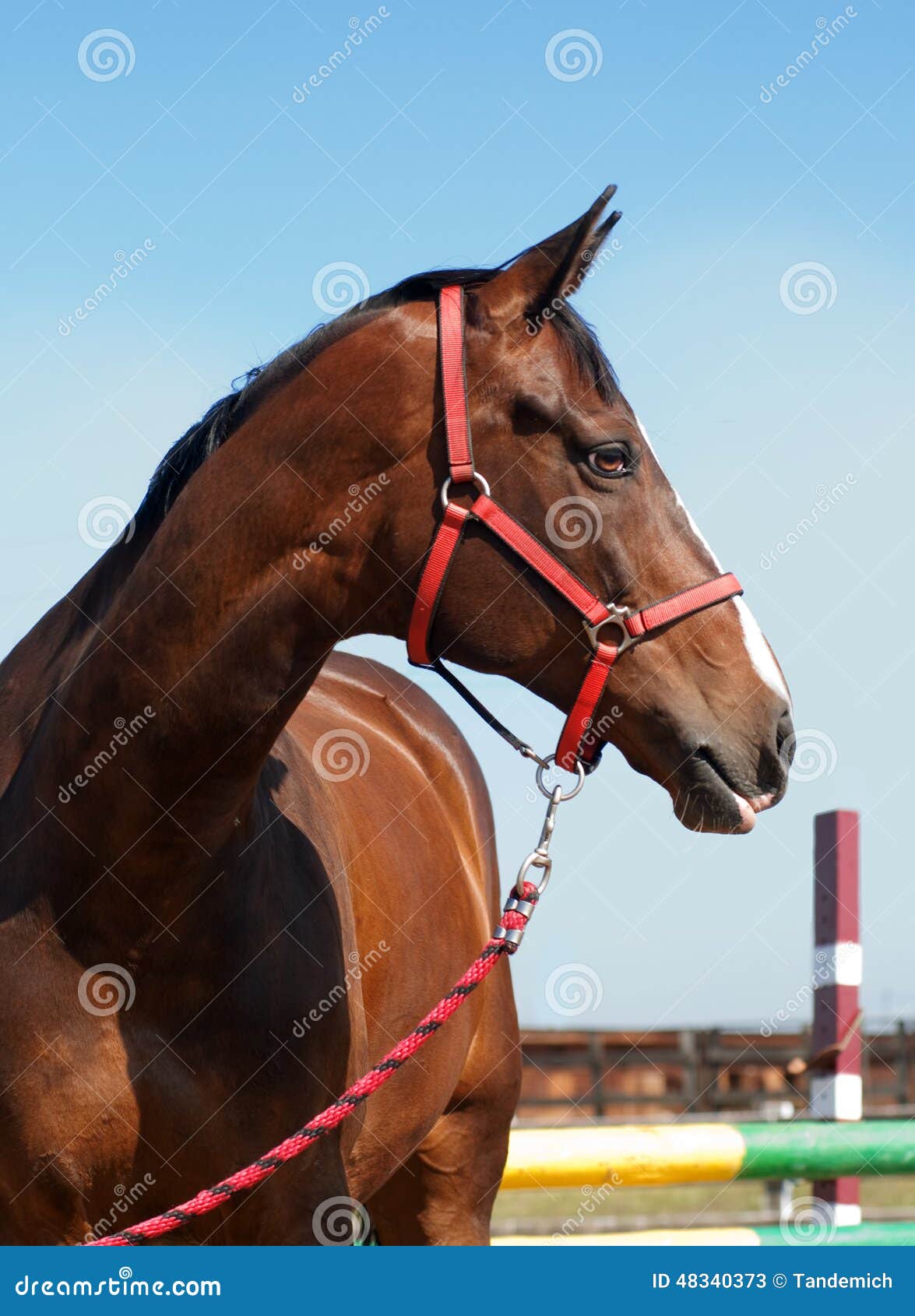 Horse head close up stock image. Image of domestic, outside 48340373