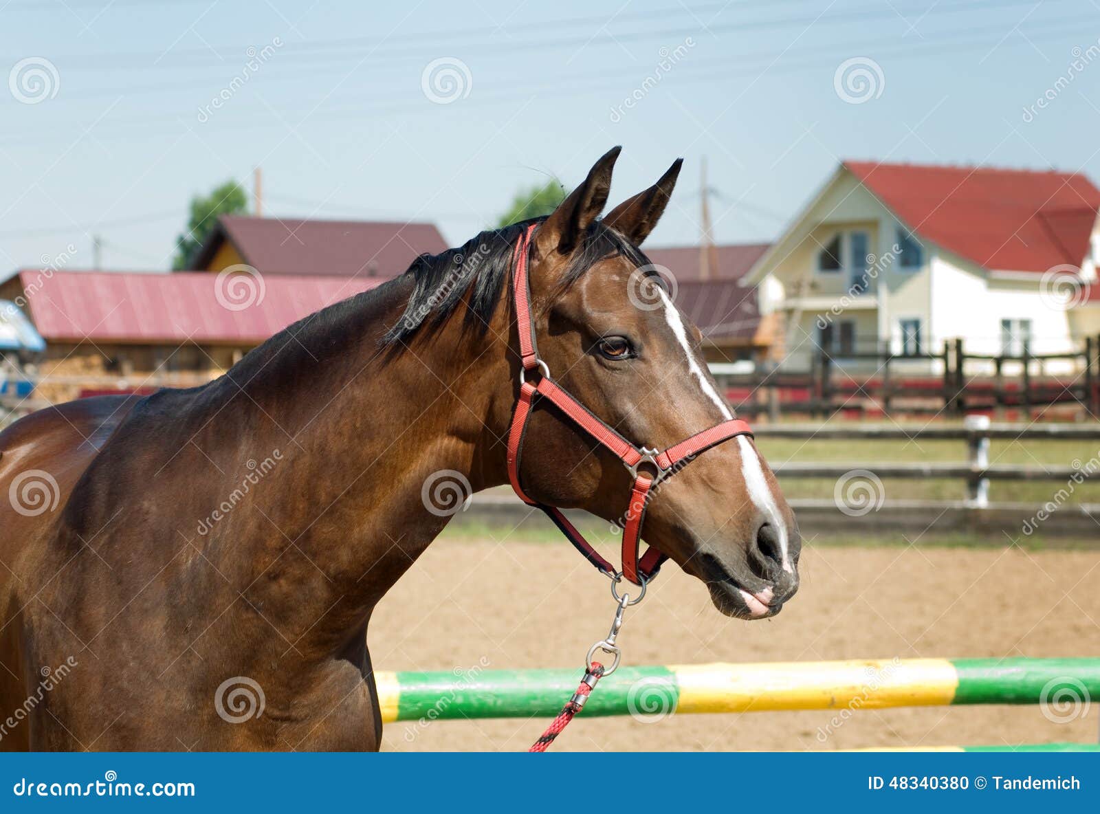 Horse head close up stock photo. Image of mammal, outside 48340380