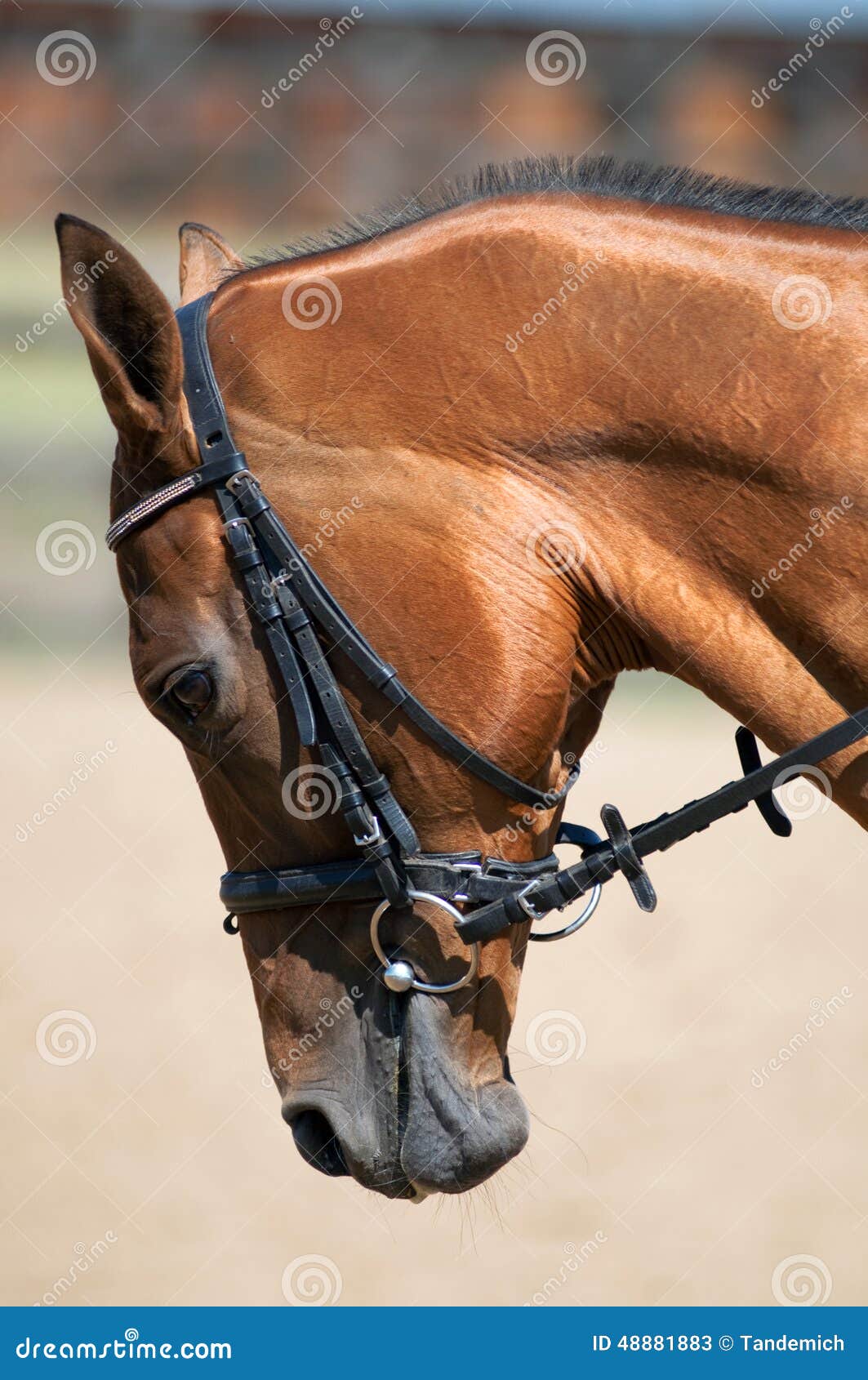 Horse head close up stock image. Image of close, look 48881883
