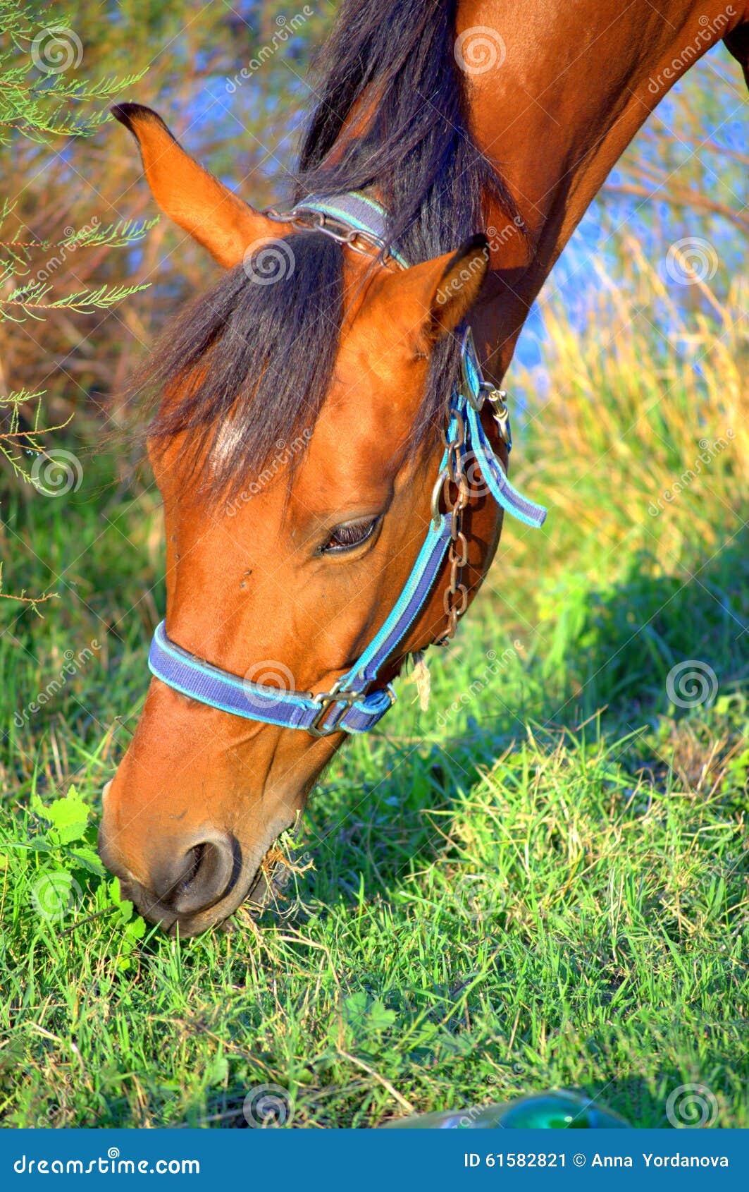 Horse head stock image. Image of bright, graze, farmland 61582821