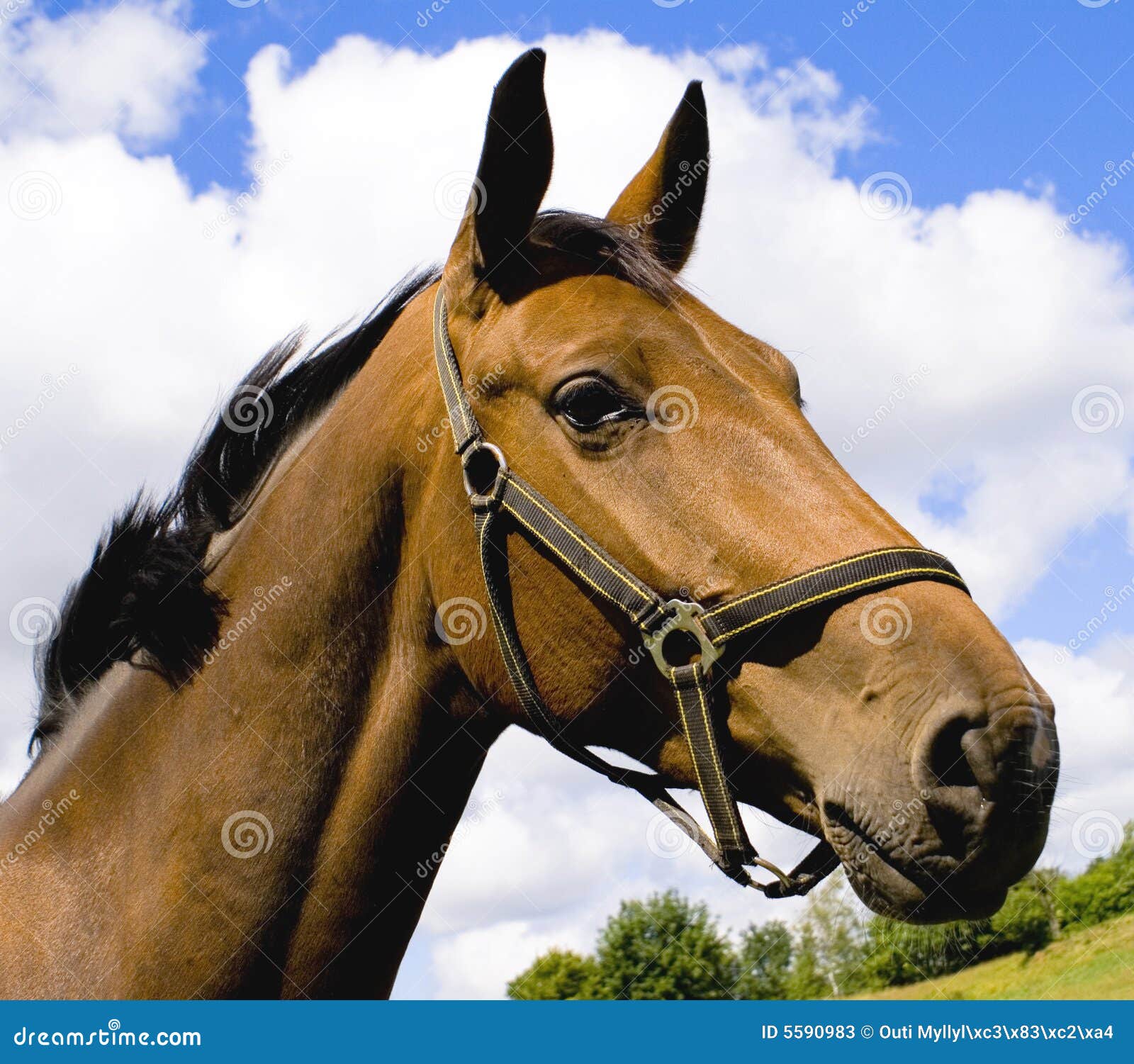Horse head in a cloudy sky stock image. Image of background 5590983