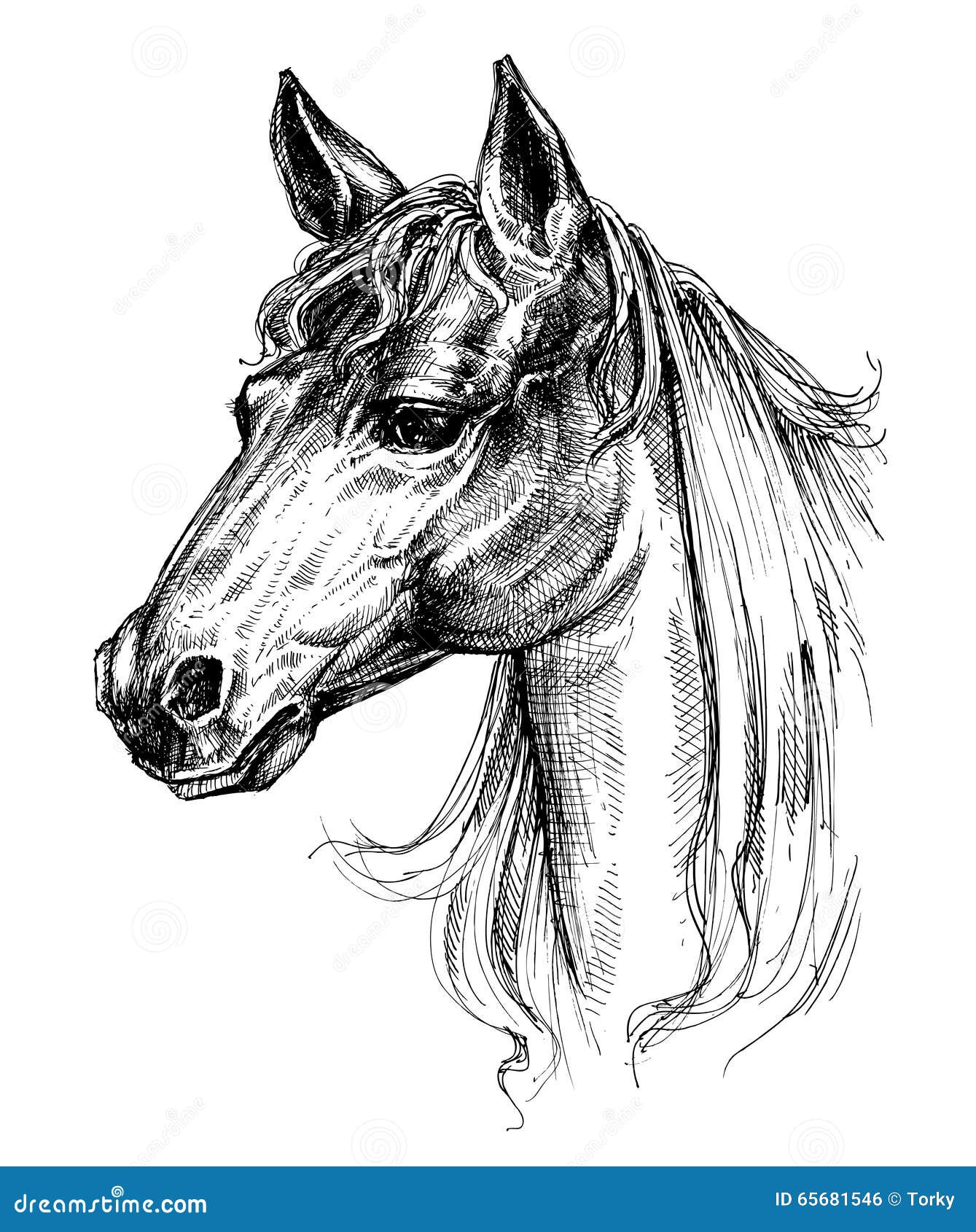 Arabian horse, pencil on paper. : r/drawing