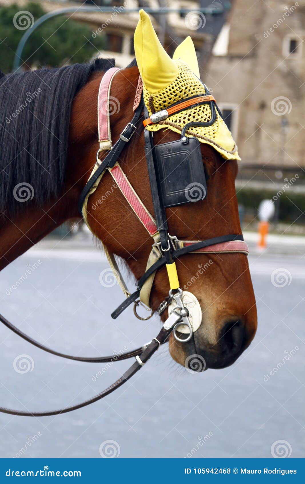 Horse Head with Ear Protection Stock Photo Image of italy