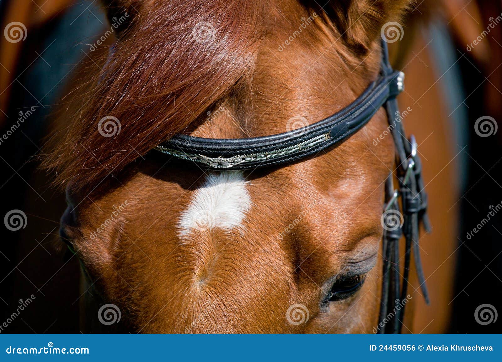 Horse Head with Eye Closeup. Stock Photo Image of sorrel, mane 24459056