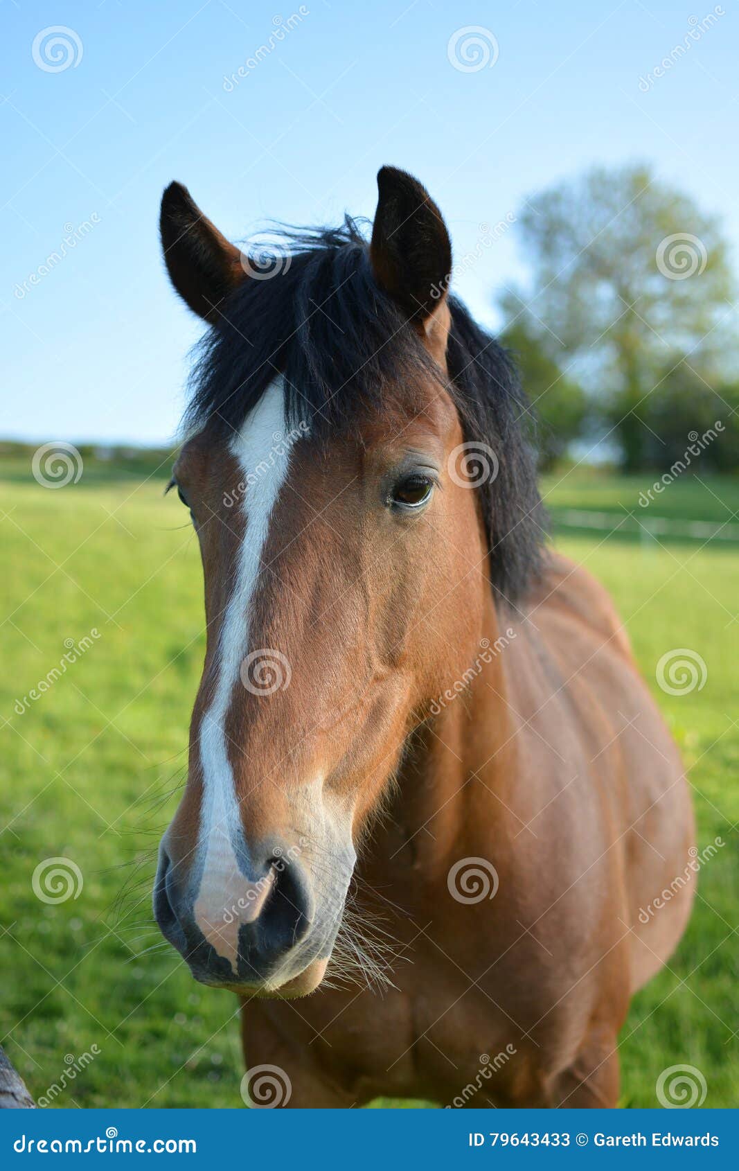 Horse head stock image. Image of animal, front, side 79643433