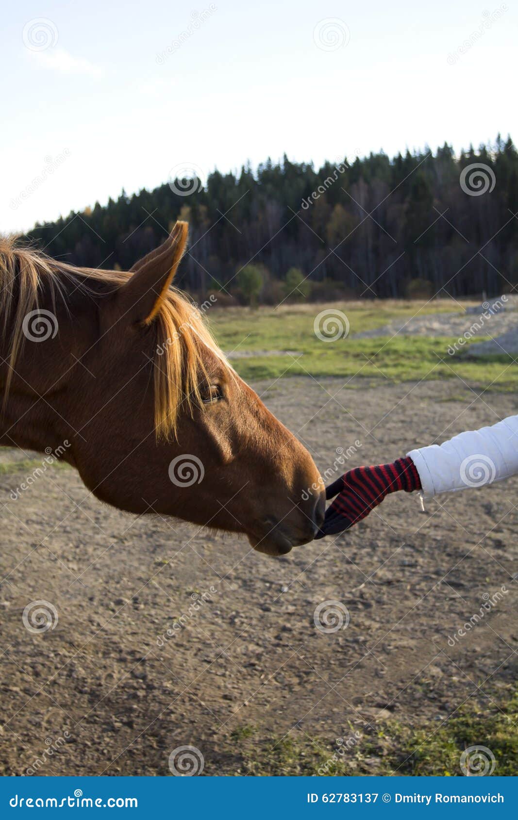 Horse Head and Human Hand stock image. Image of brown 62783137