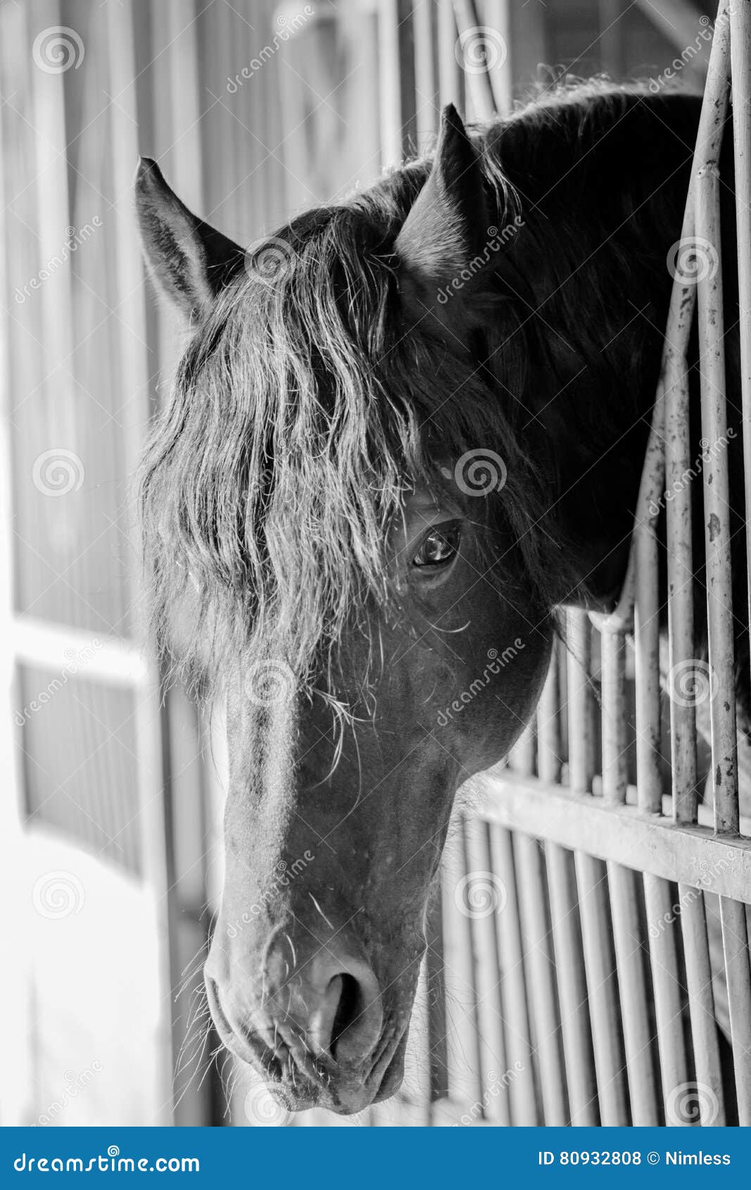 Horse Head Over the Stable with Metalic Bars Stock Photo Image of portrait, stable 80932808