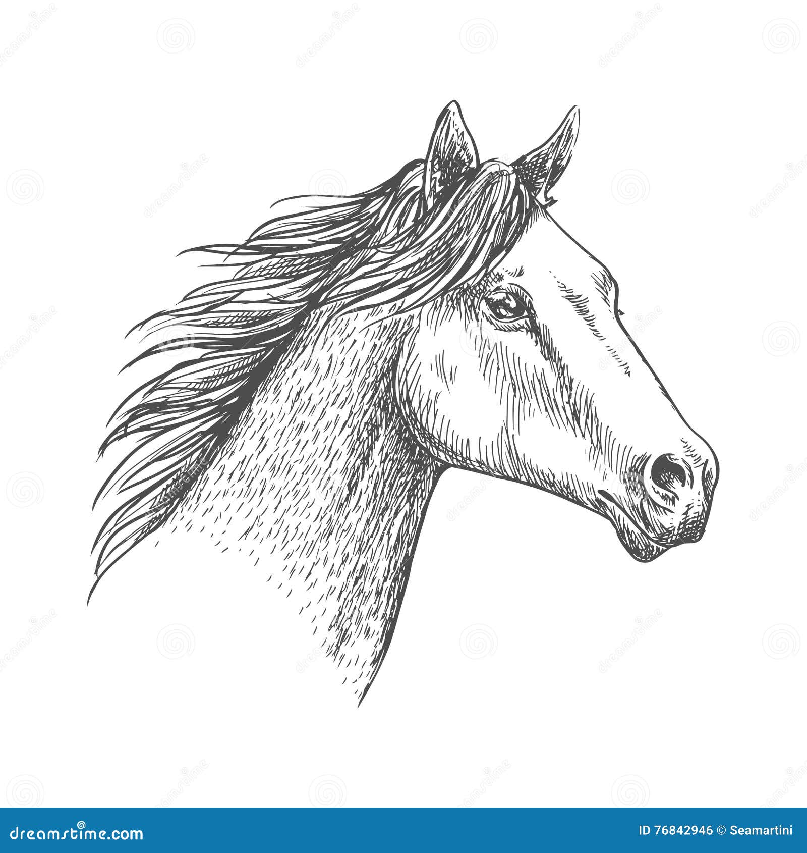 Horse head profile sketch. pencil drawing isolated on white background.  posters for the wall • posters profile, ranch, fast | myloview.com