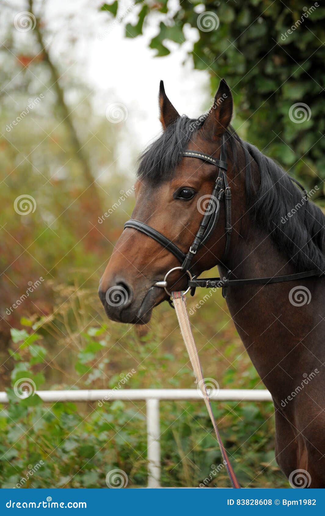 Horse Head Portrait in Harness . Stock Photo Image of harness