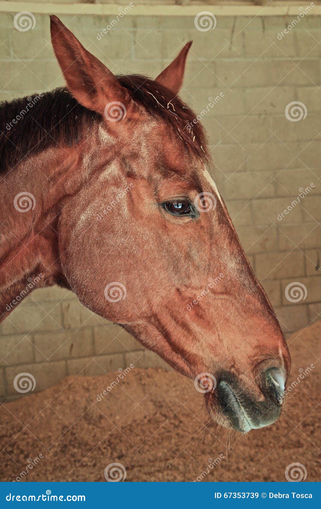 Horse head stock image. Image of mane, horse, eyes, profile 67353739