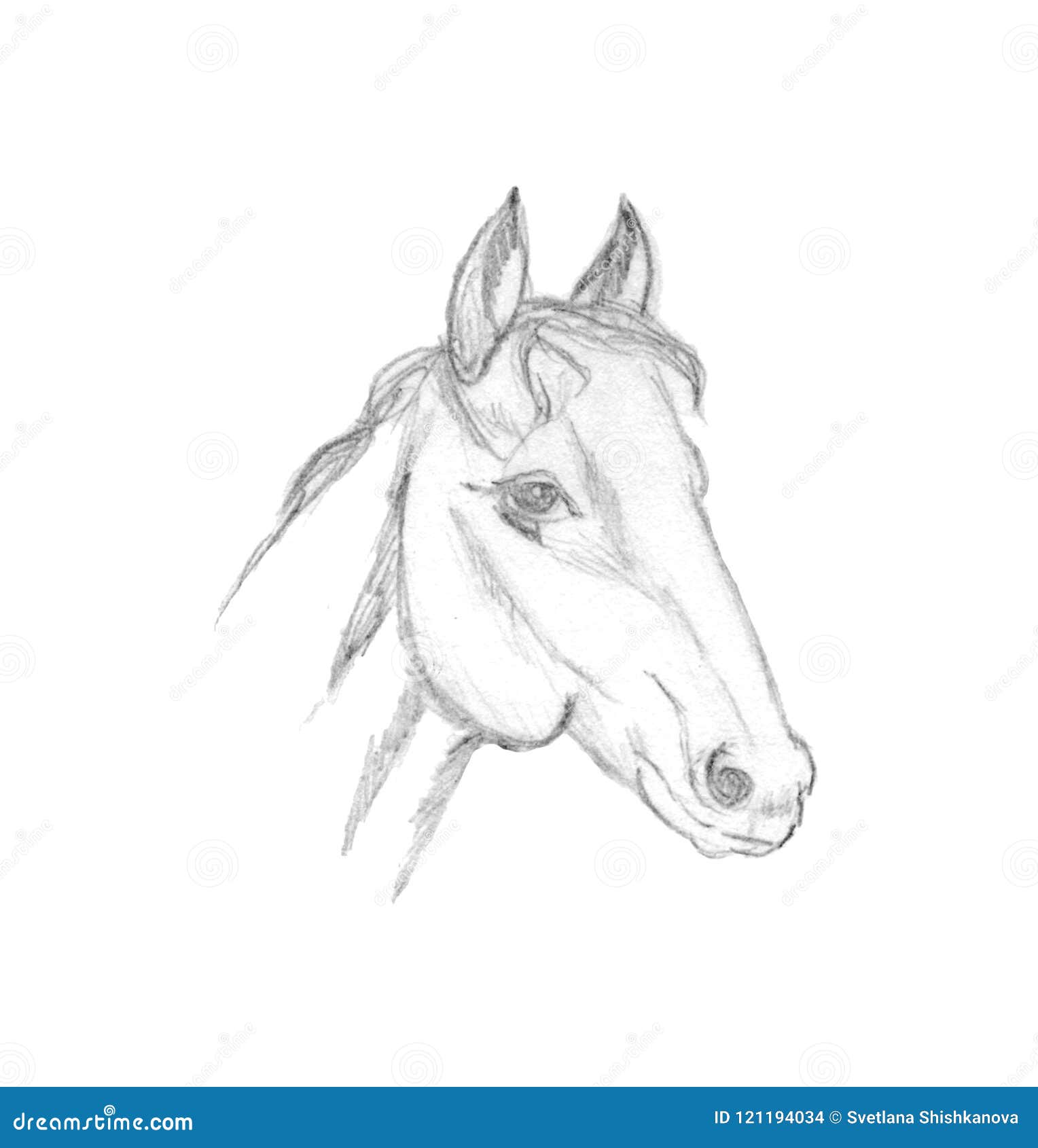 How To Draw Horse Heads, Step by Step, Drawing Guide, by Dawn - DragoArt