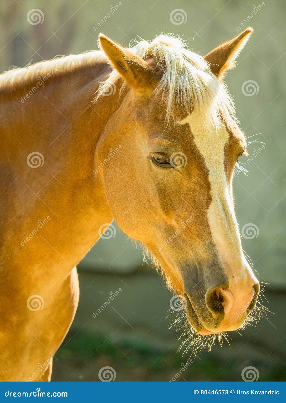 Horse head stock photo. Image of ears, muzzle, side, cattle 80446578