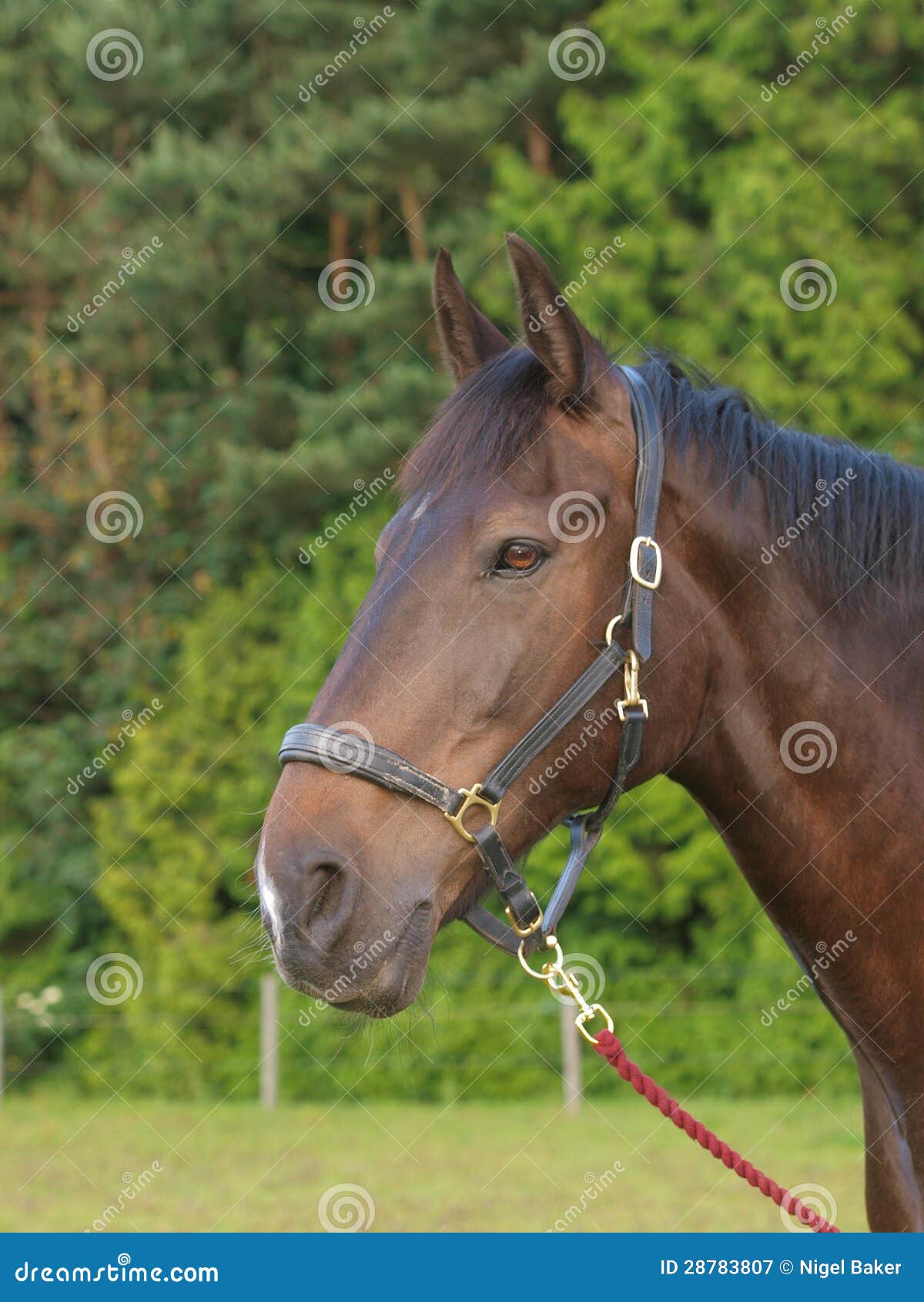Horse Head Shot stock image. Image of mane, outdoors 28783807