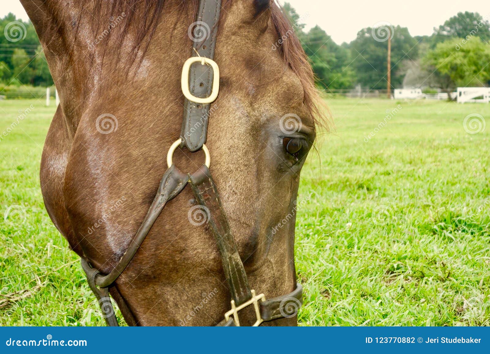 Horse Head Side View Close Up Facing Right Stock Photo Image of