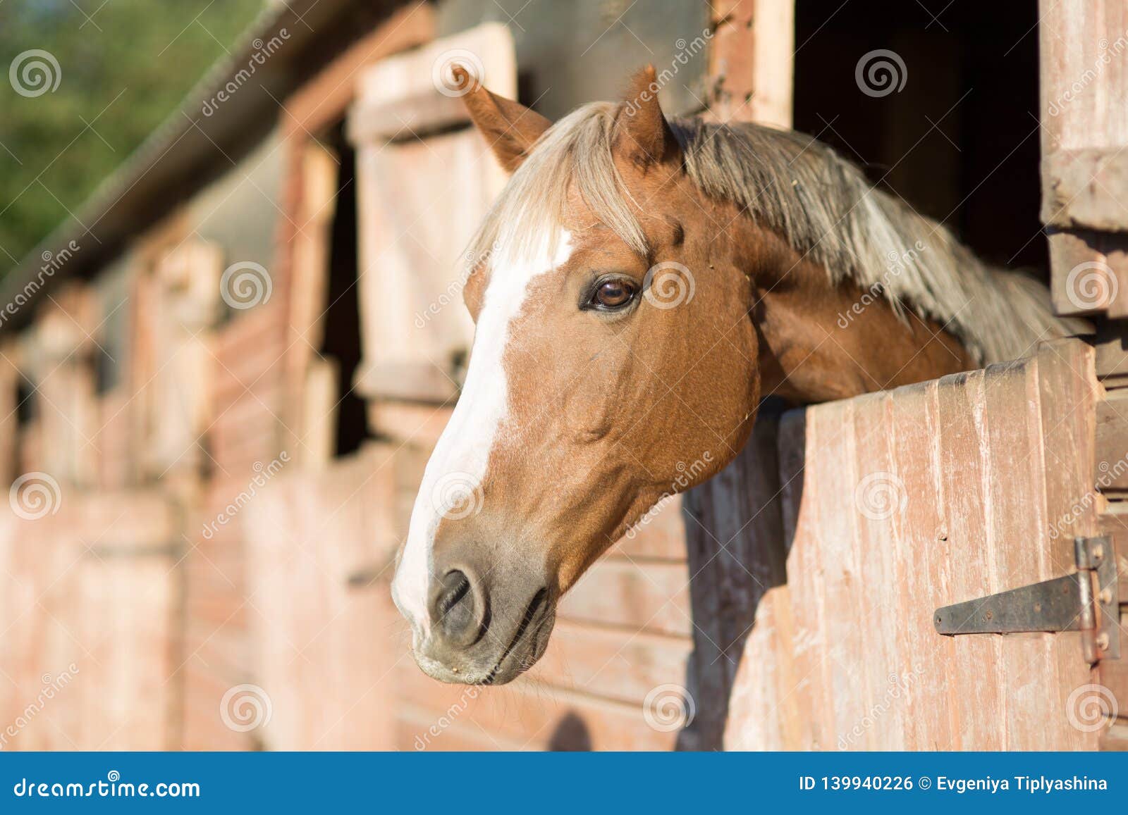 Horse head in a stall stock photo. Image of gate, stalls 139940226