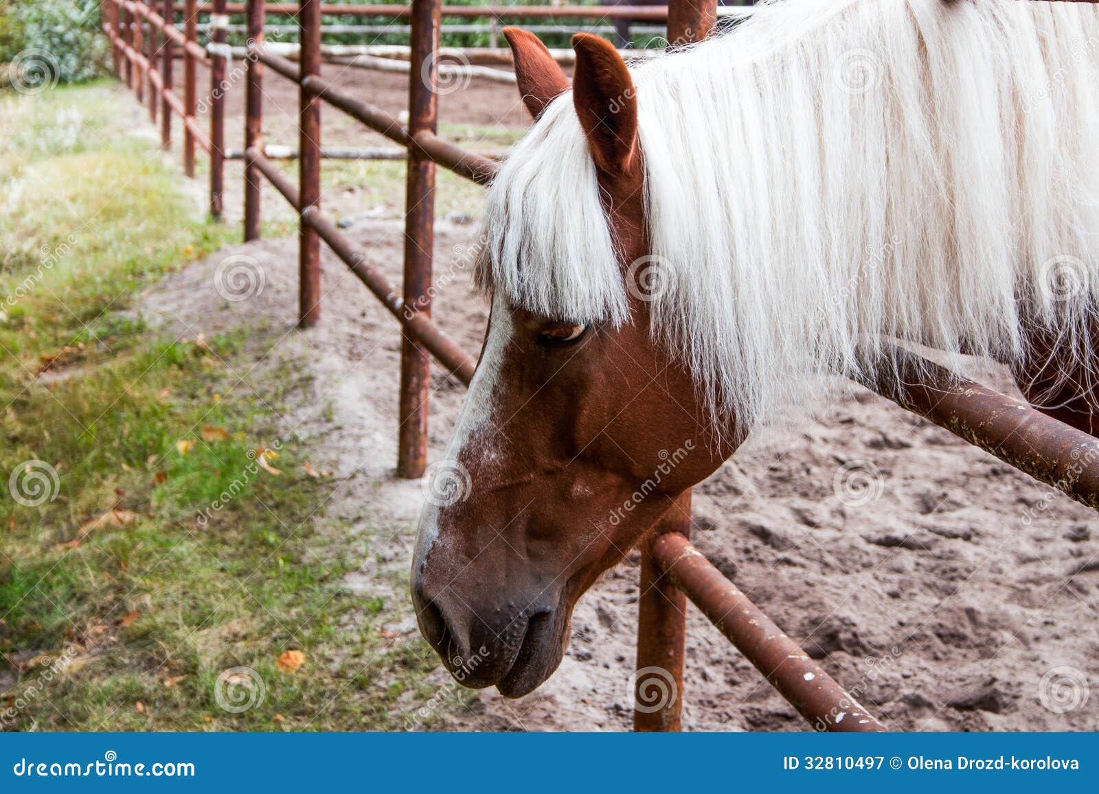 Horse Head With White Forelock Royalty Free Stock Photography Image
