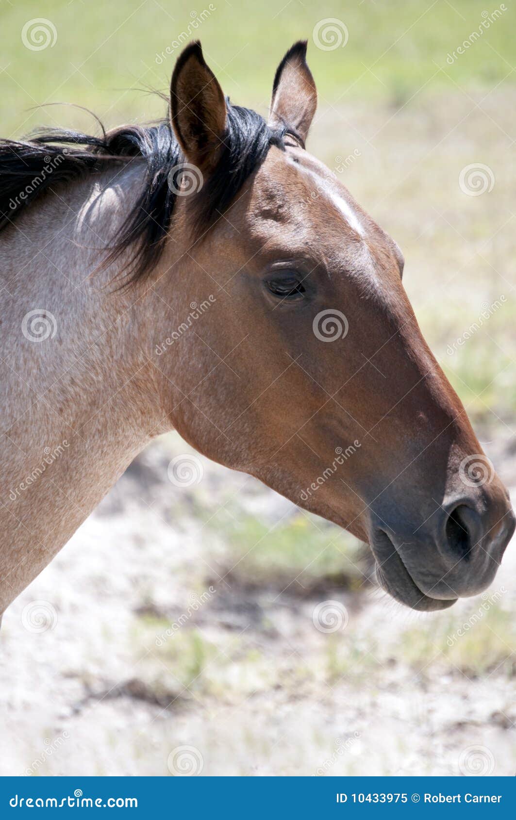 Horse headshot stock image. Image of mare, gelding, gentle 10433975
