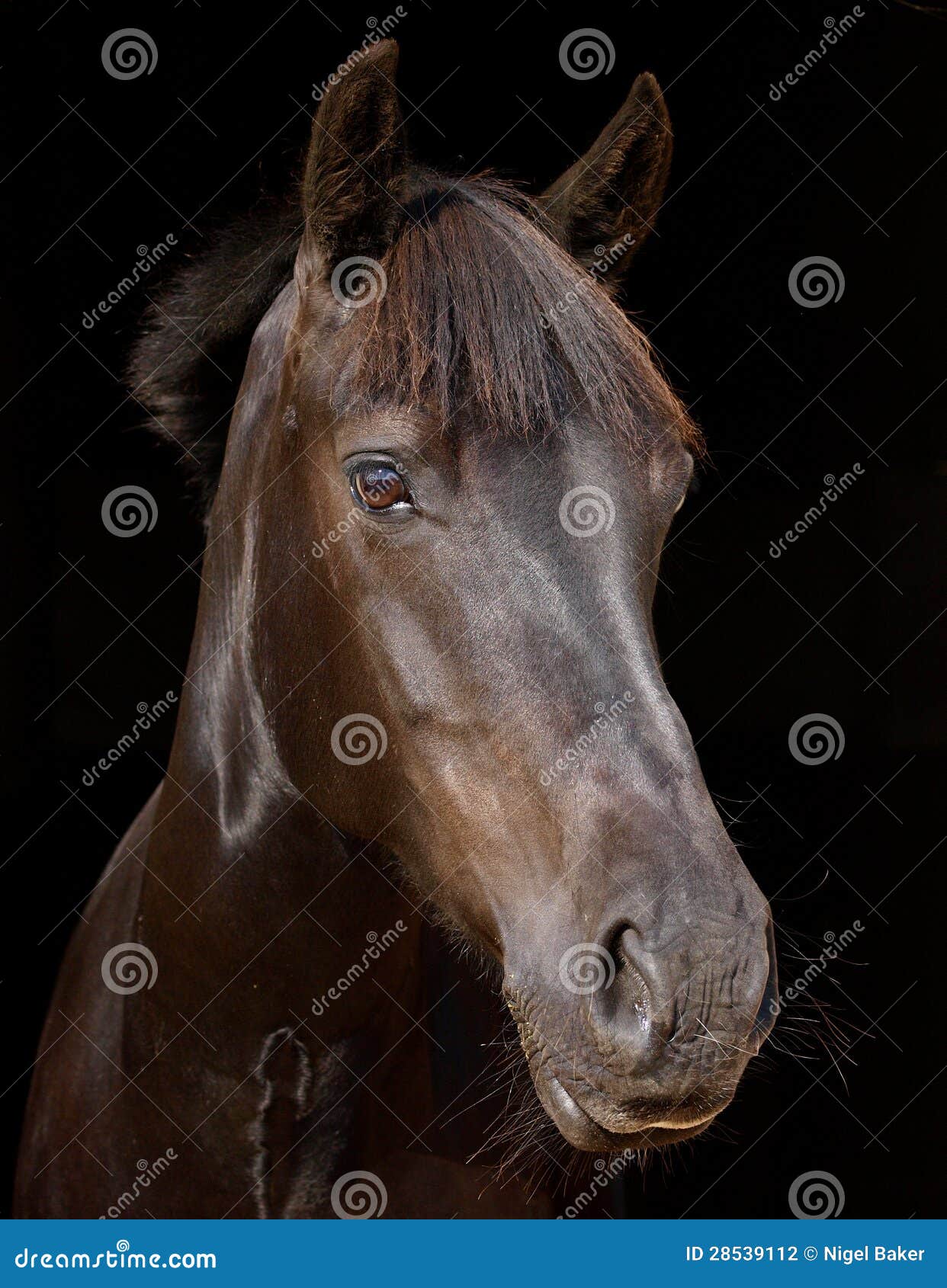 Horse Headshot Against Black Background Stock Photo Image of animal