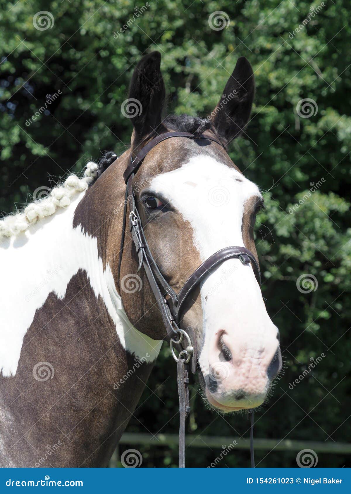 Horse Headshot stock image. Image of show, riding, eyes 154261023