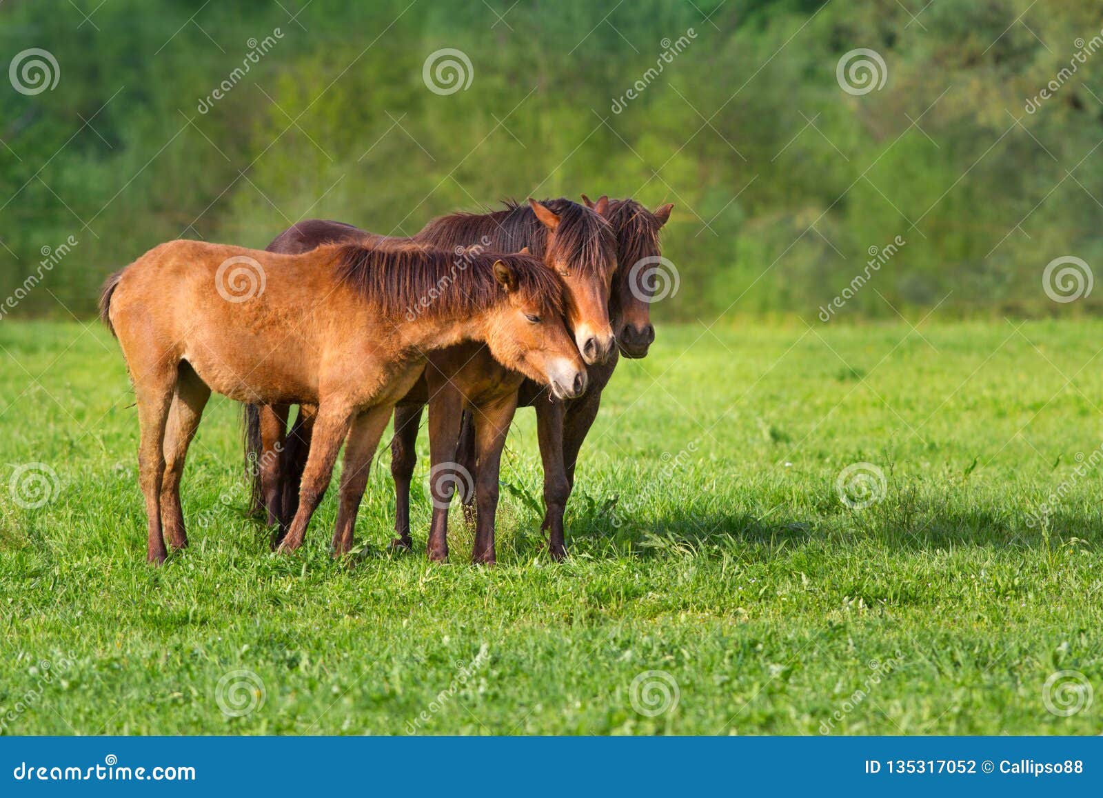 Horse herd on pasture stock photo. Image of running - 135317052