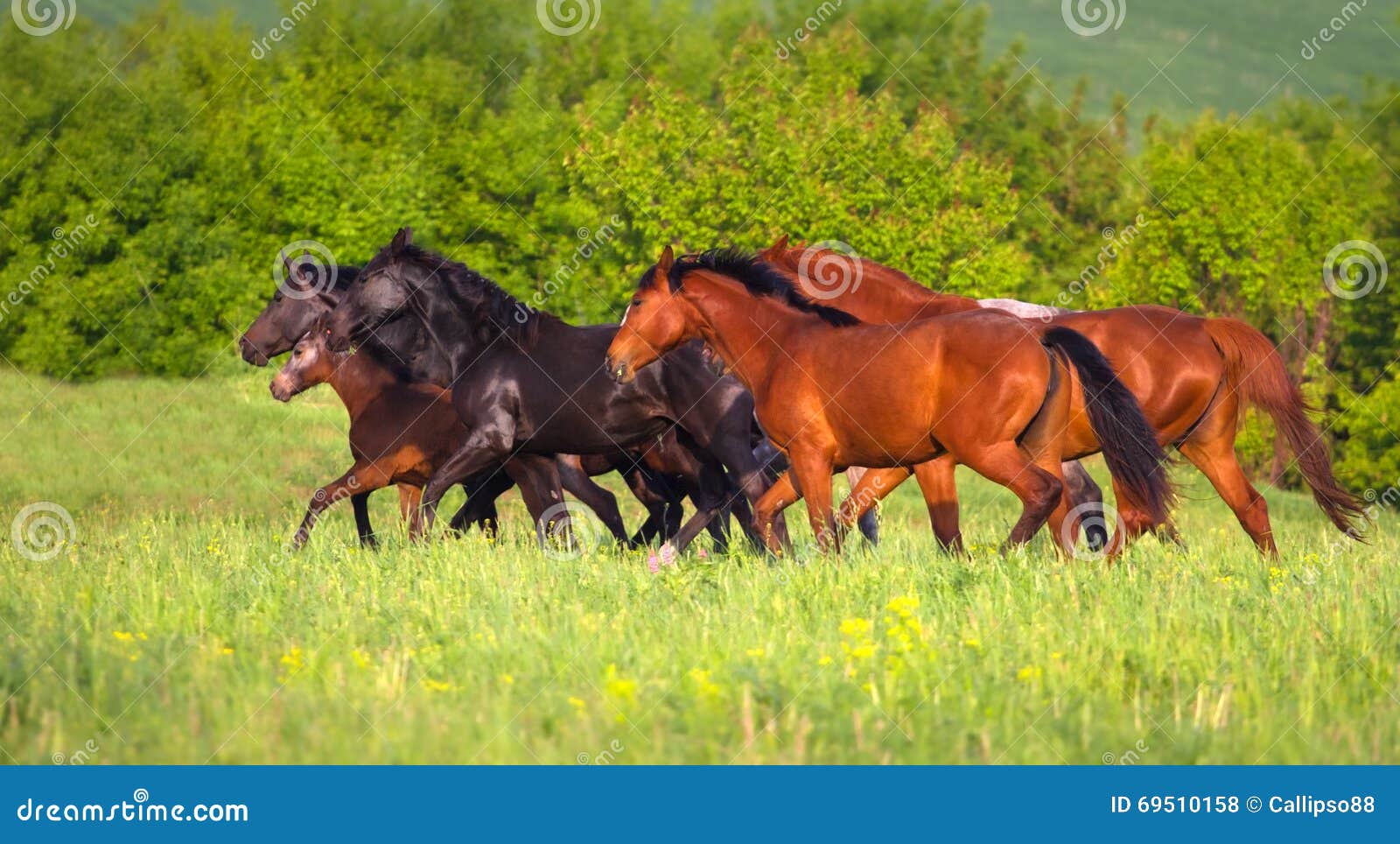 Horse herd on pasture stock photo. Image of male, energy 69510158