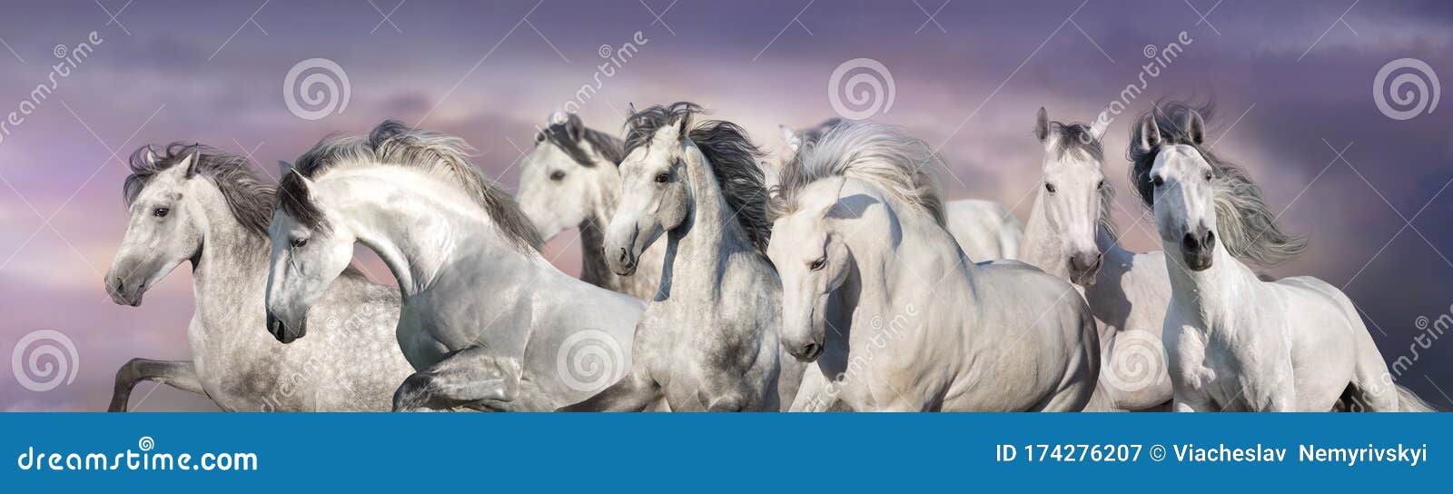 Horse Herd Portrait Panorama Stock Image - Image of herd, strong: 174276207