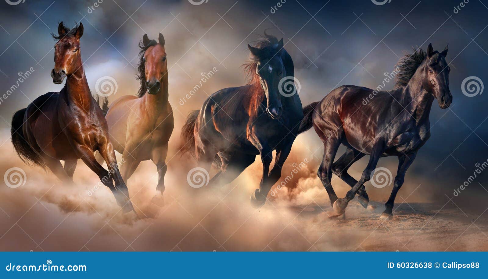 horse herd run