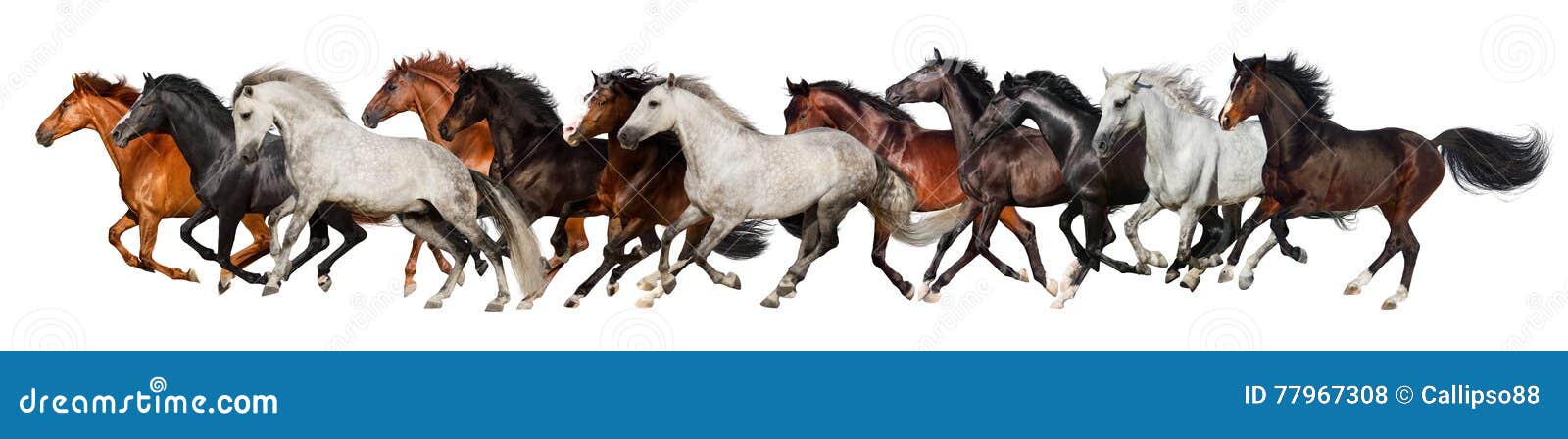 horse herd run