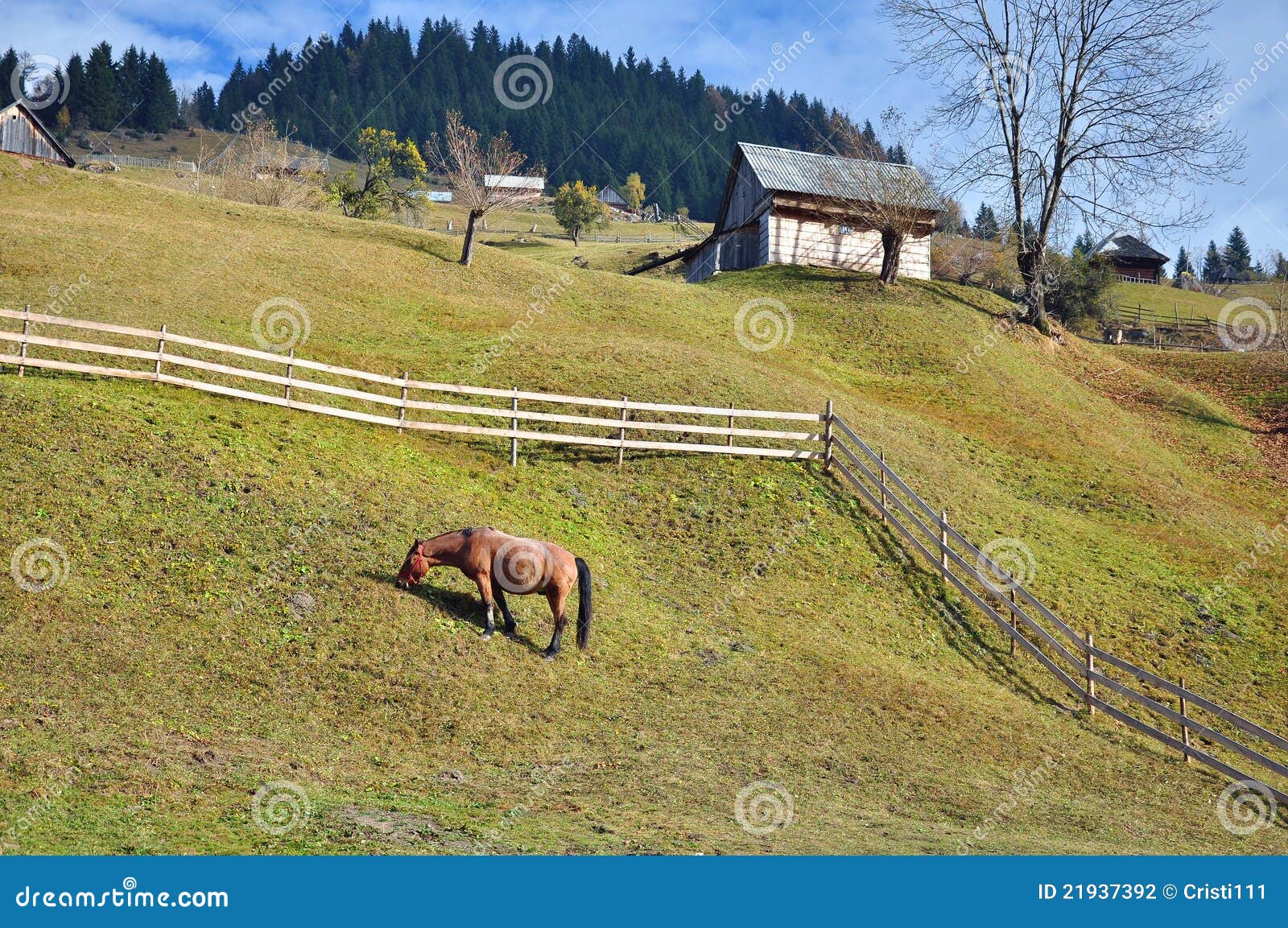 Horse on hill stock photo. Image of autumnal, angle, field 21937392