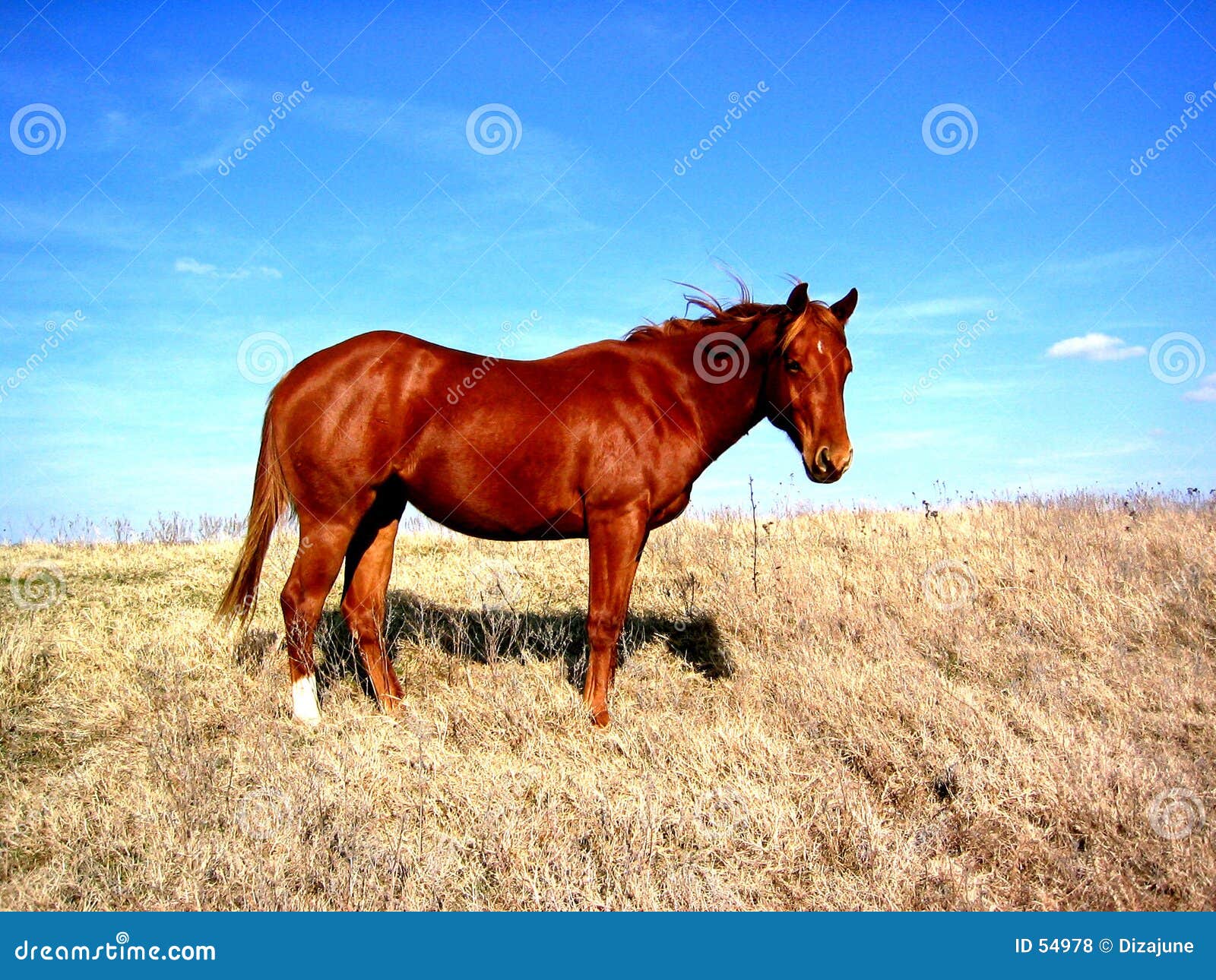 horse on hilltop