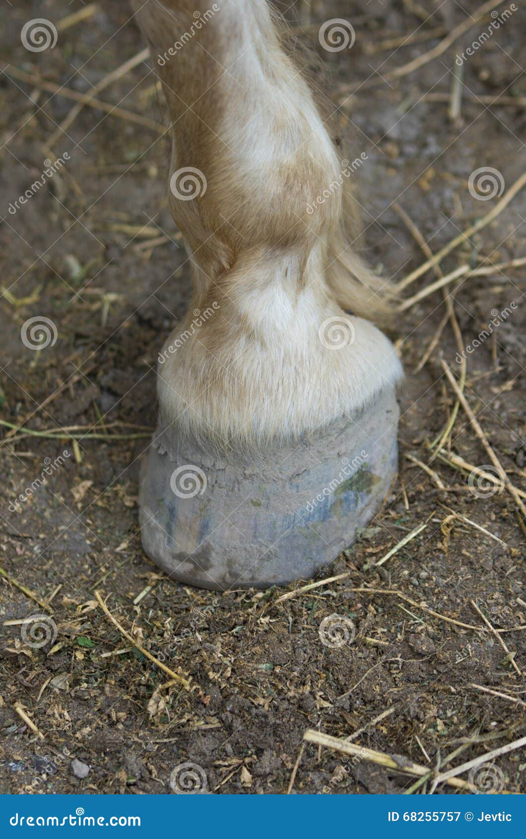 Horse hoof on the ground stock image. Image of paddock 68255757