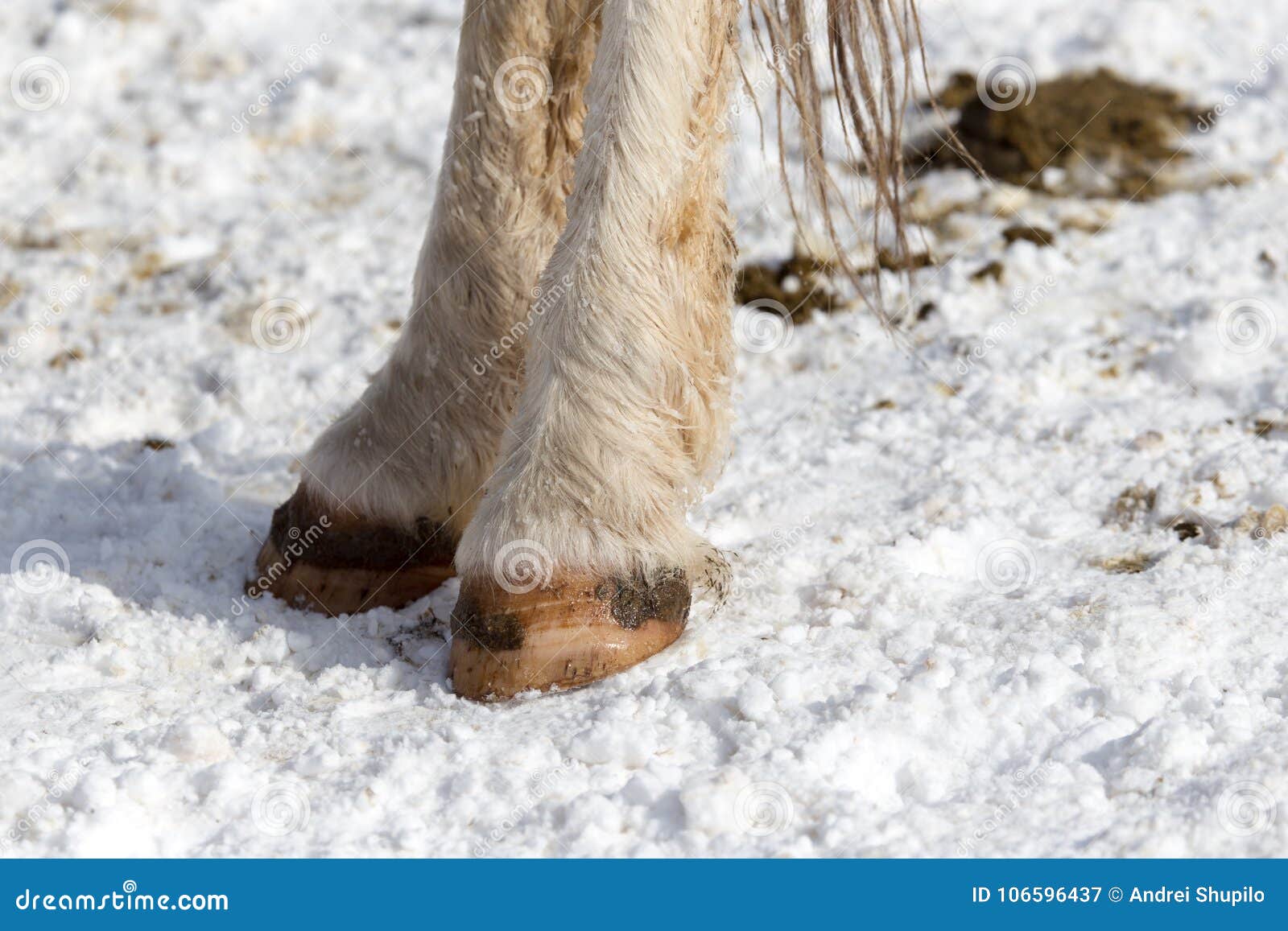 Horse Hoof in the Snow in the Winter Stock Image Image of frozen