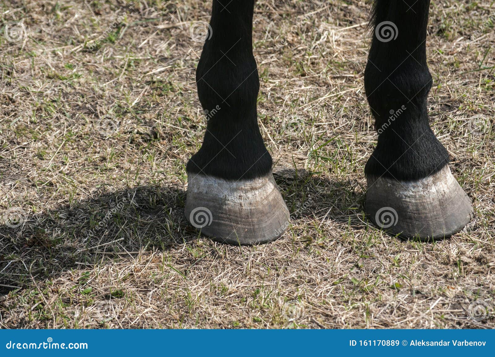 horse hoofs closeup