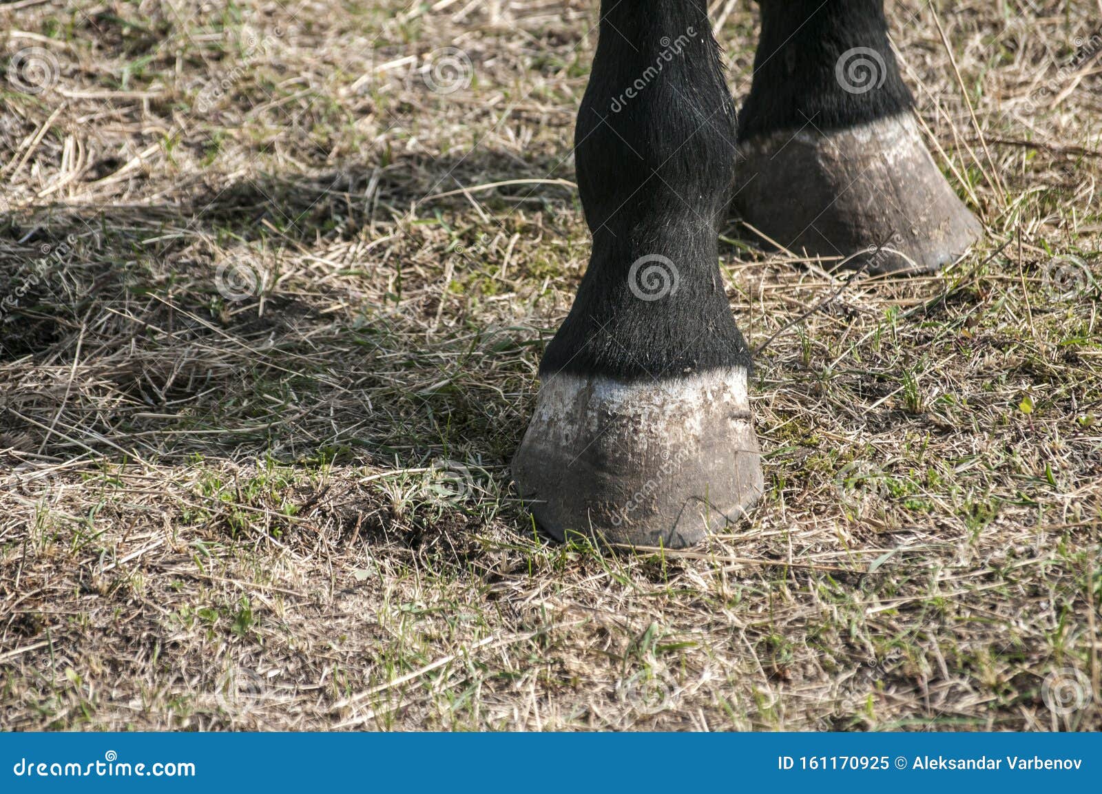 horse hoofs closeup