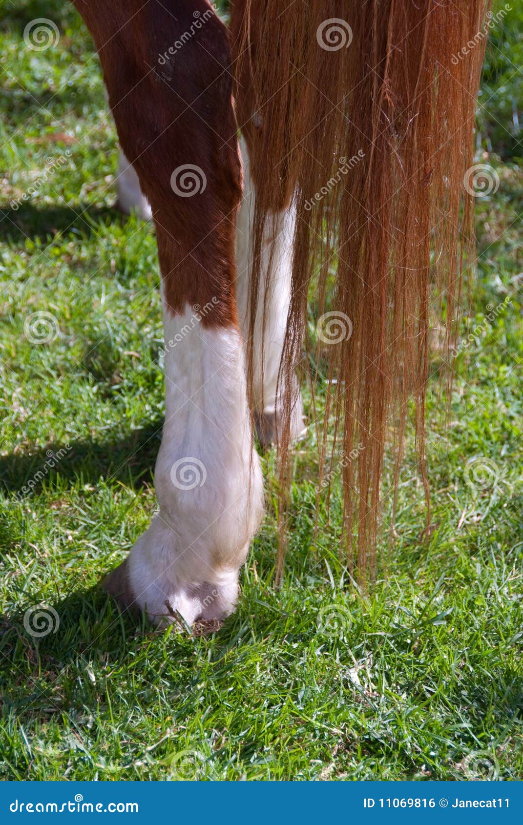 Horse hooves stock photo. Image of horse, hair, tail 11069816