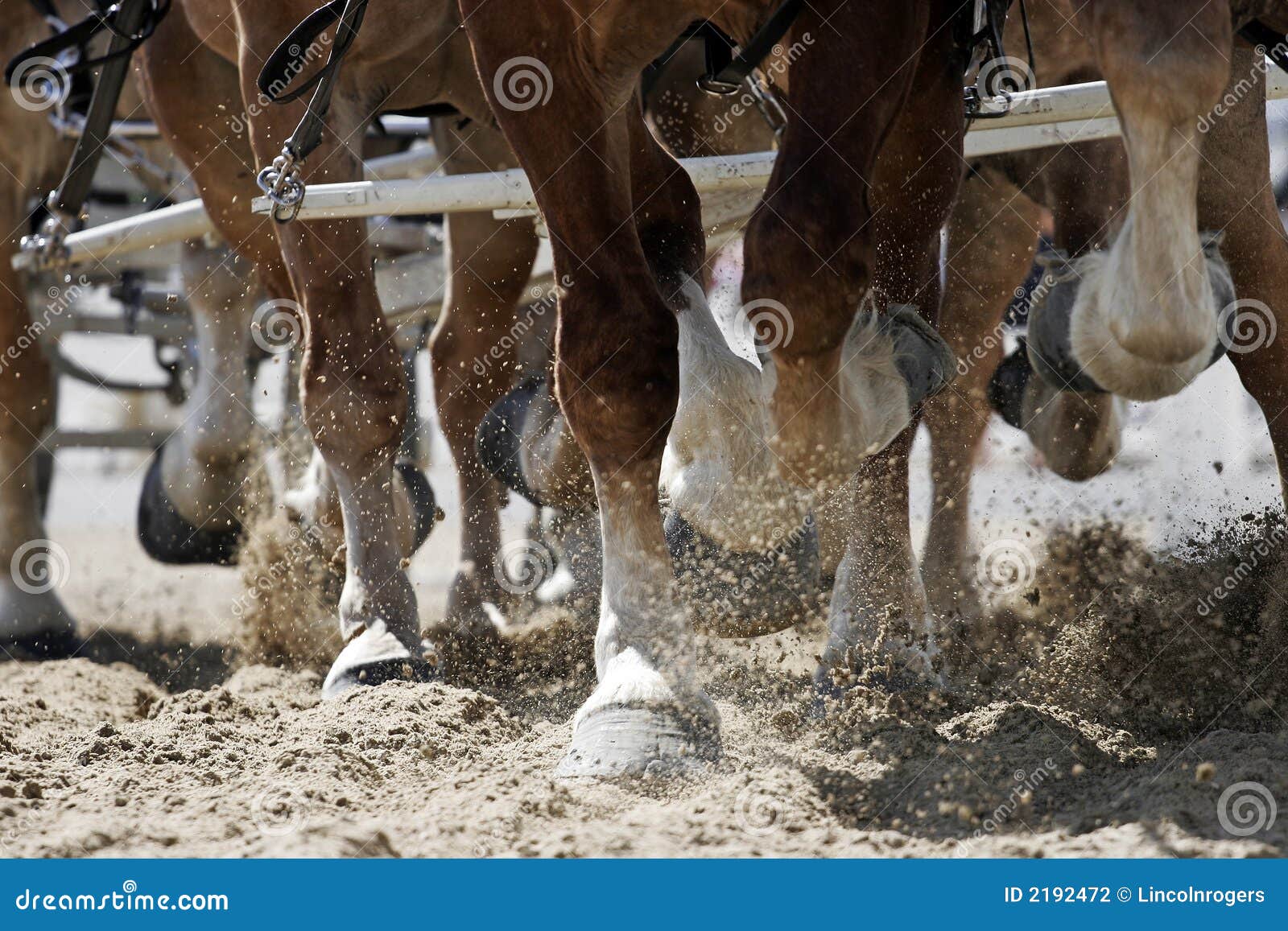 horse hooves in action