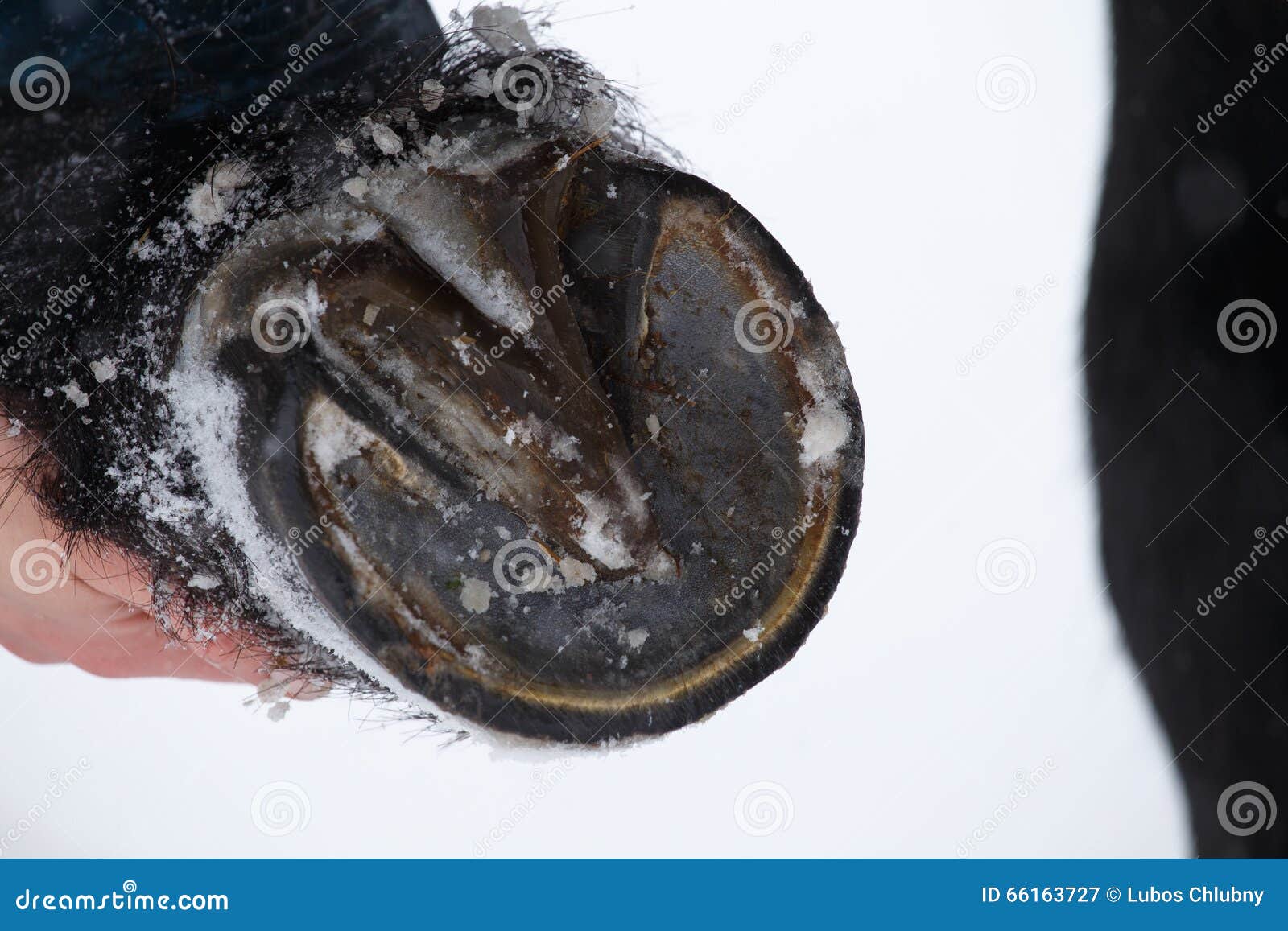 Horse hooves in winter stock image. Image of dirt, care 66163727