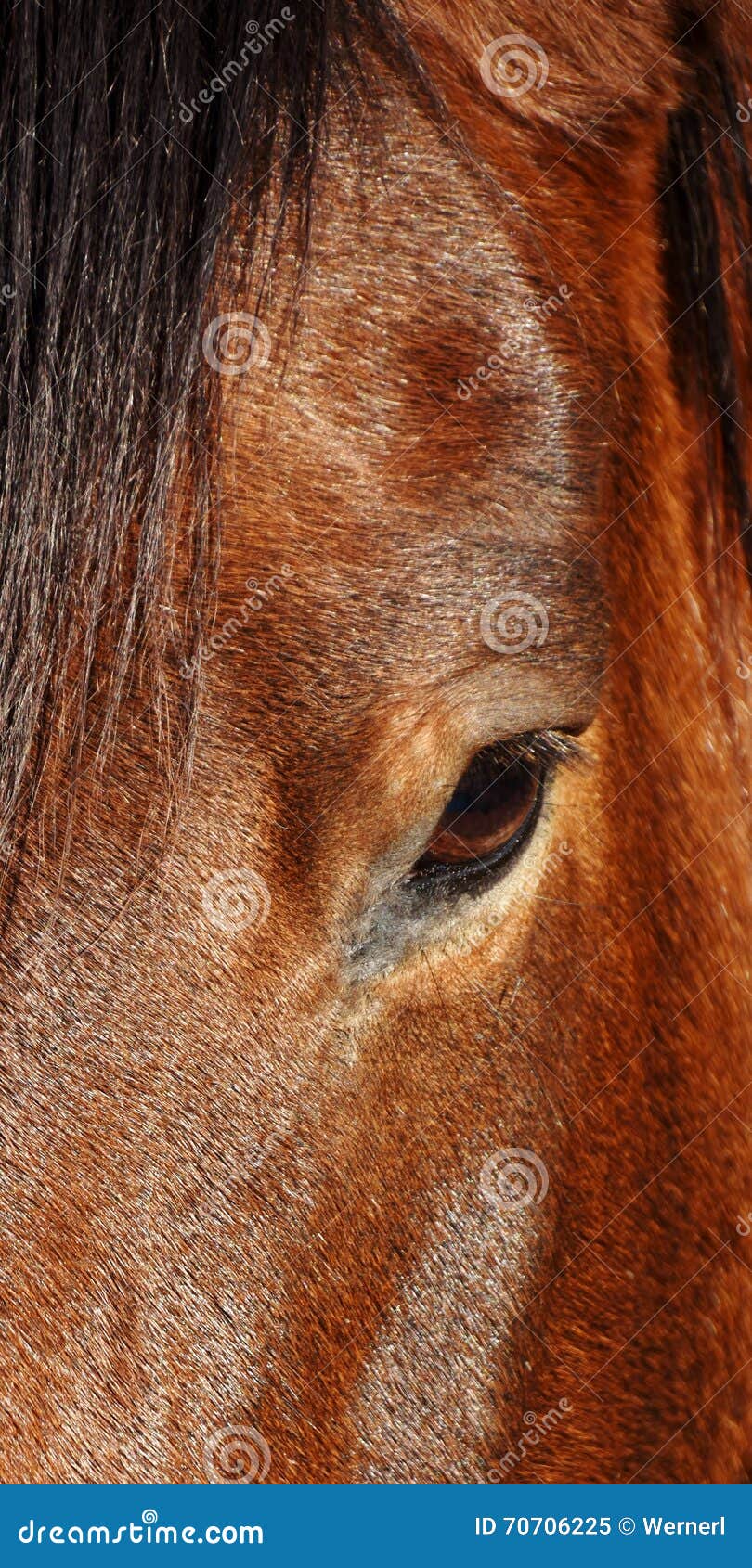 Horse Impressions2 Stock Photos Free & RoyaltyFree Stock Photos from Dreamstime