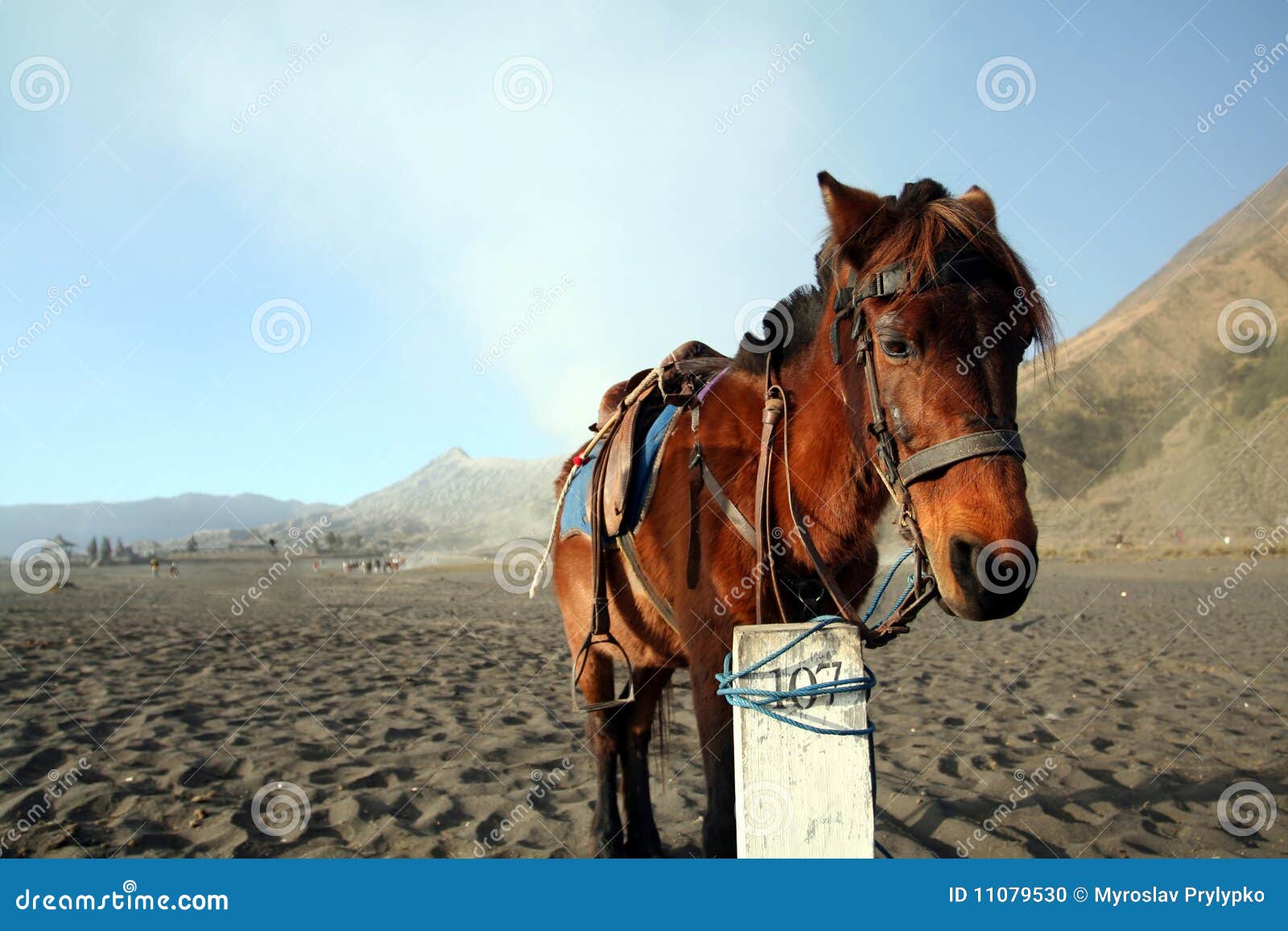 Horse in Indonesia stock photo. Image of animal, ashes - 11079530