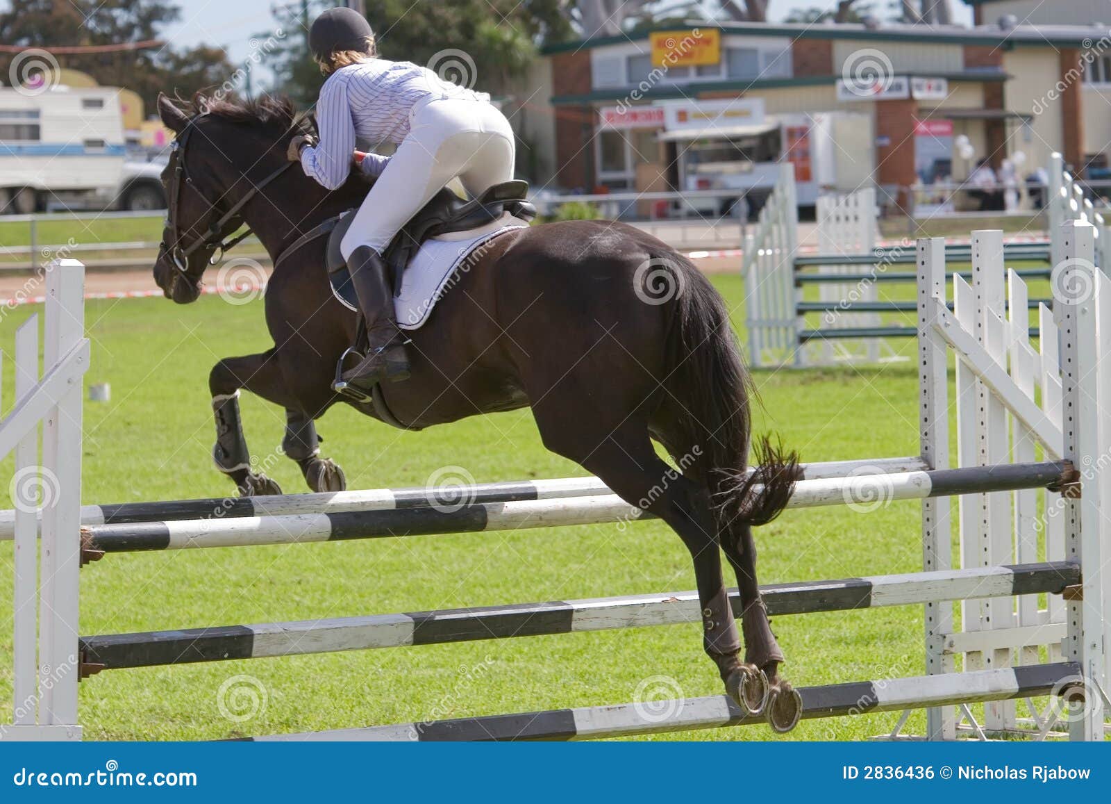 Horse Jumping stock photo. Image of reins, leaping, mane 2836436