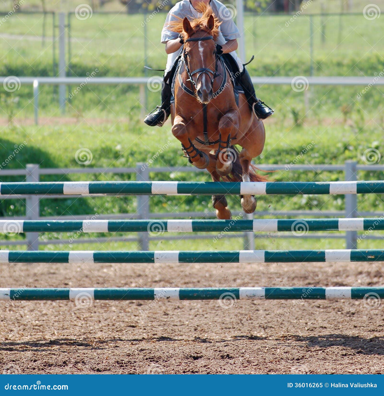 Horse at Jumping Competition Stock Image Image of beauty, equestrian